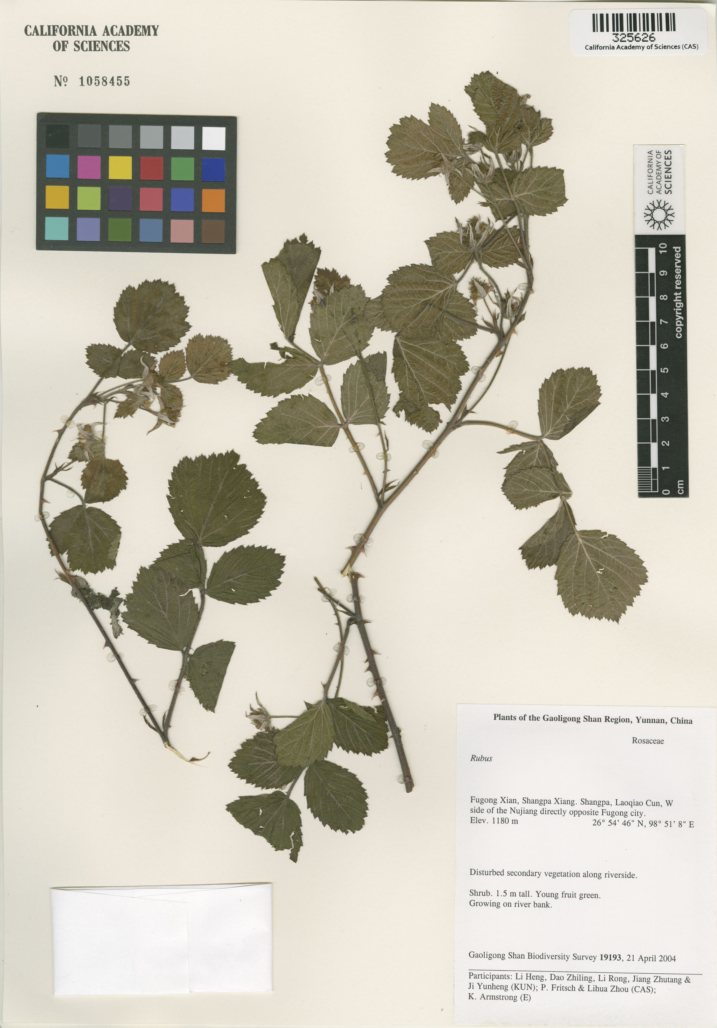 Rubus image