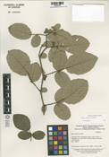 Rubus ellipticus image