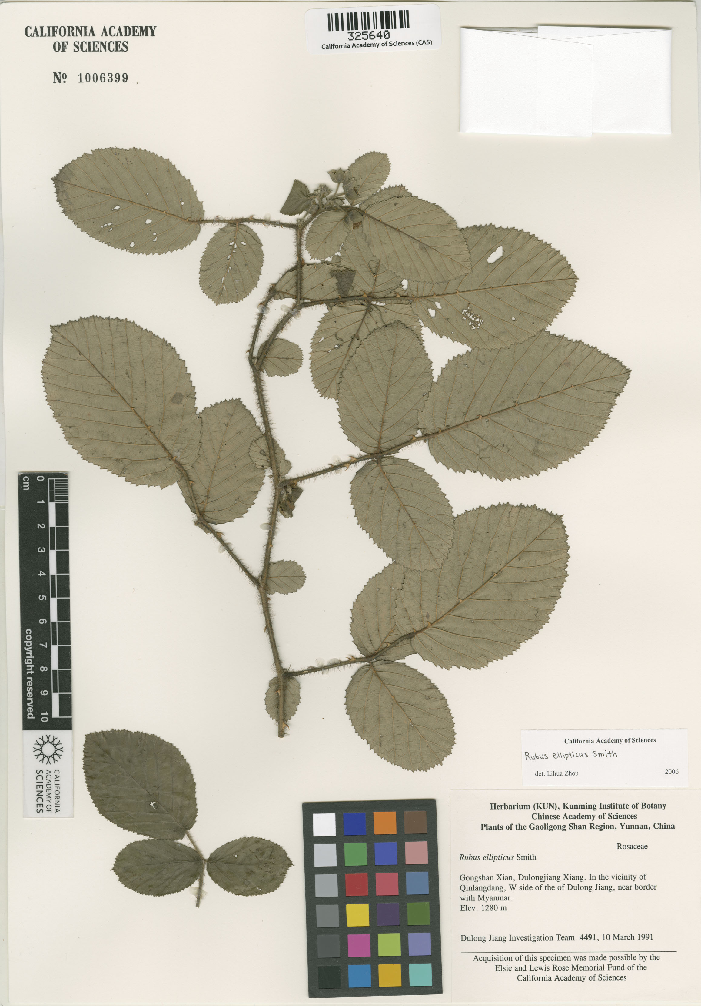 Rubus ellipticus image