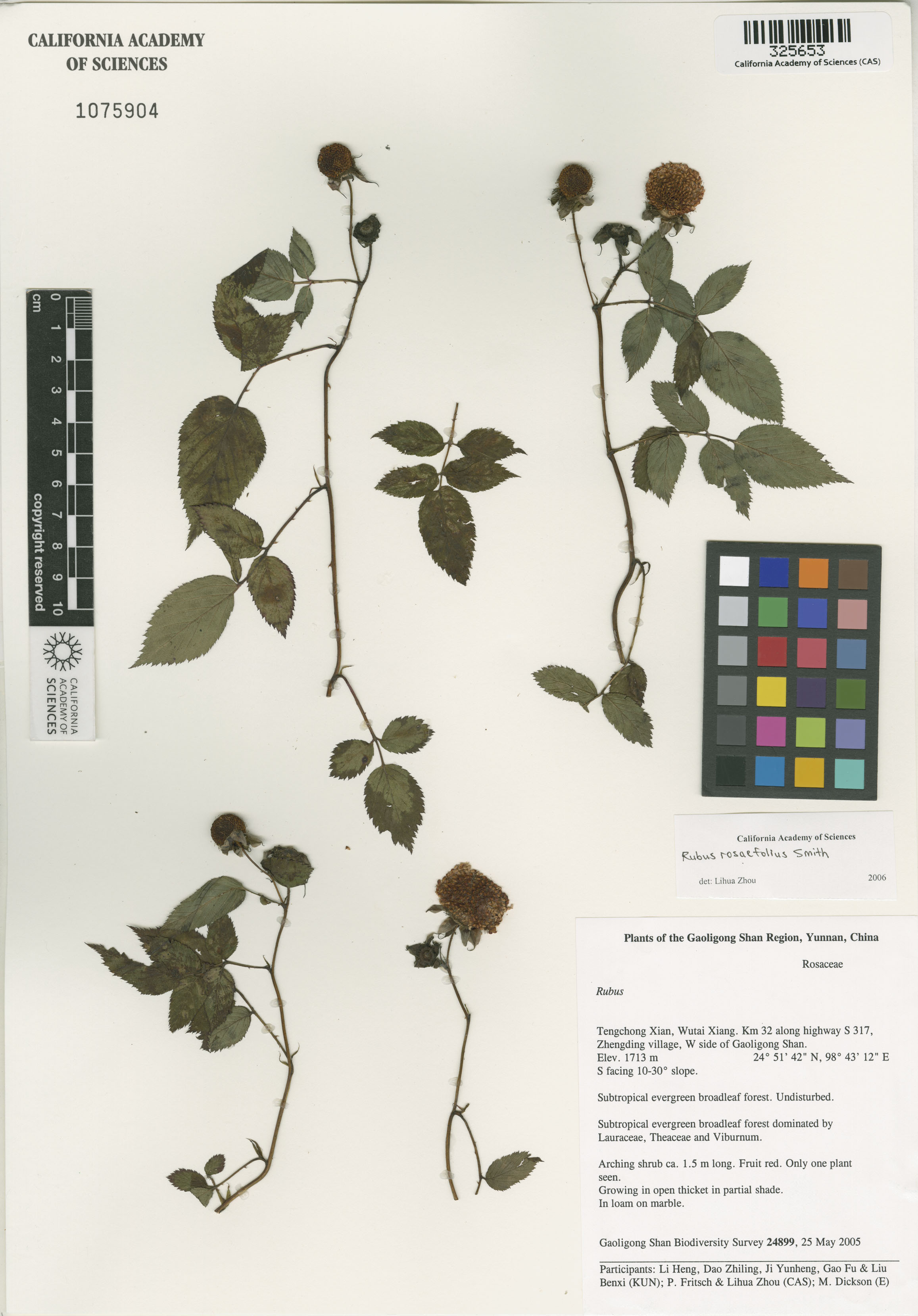 Rubus rosifolius image