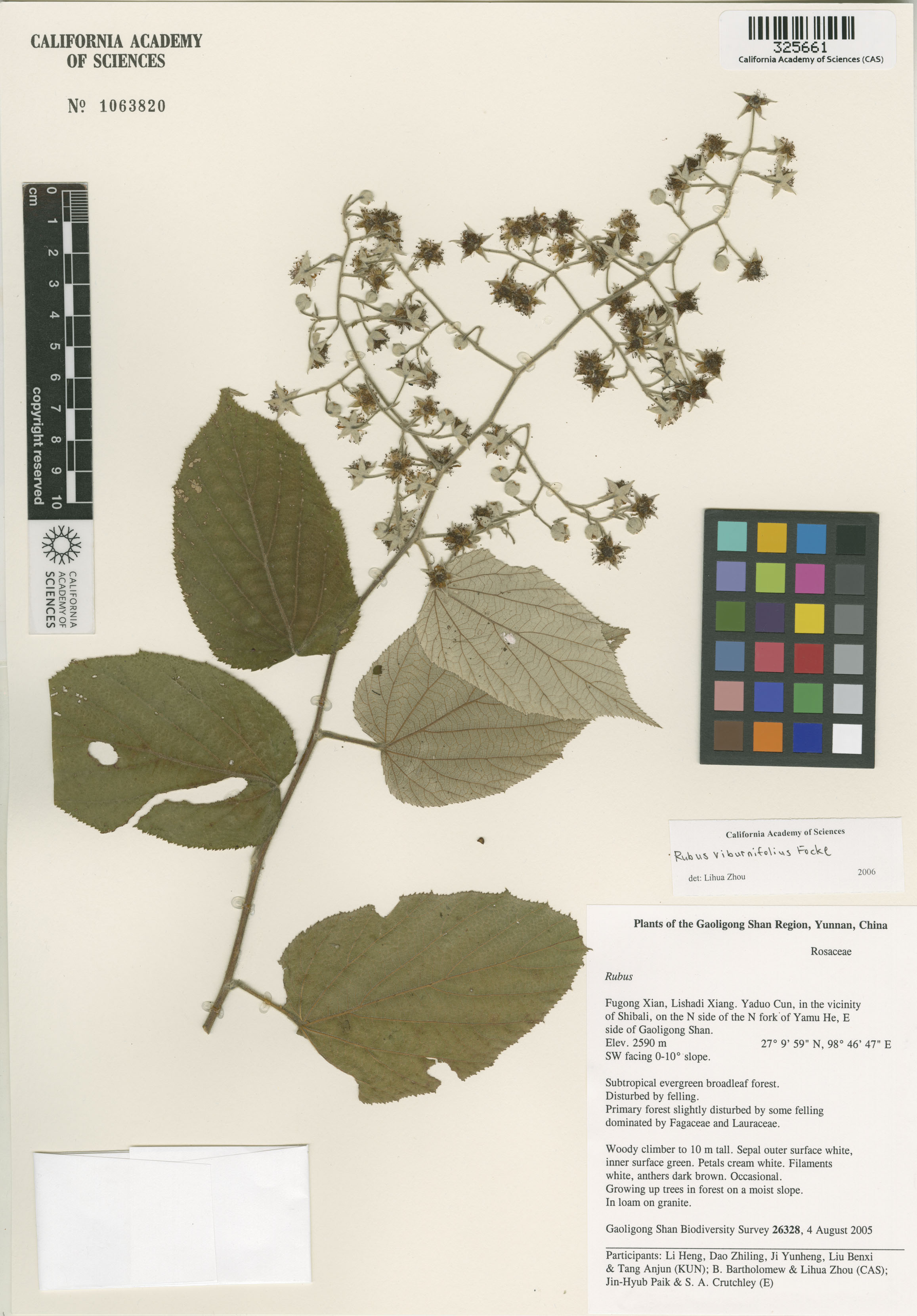 Rubus viburnifolius image