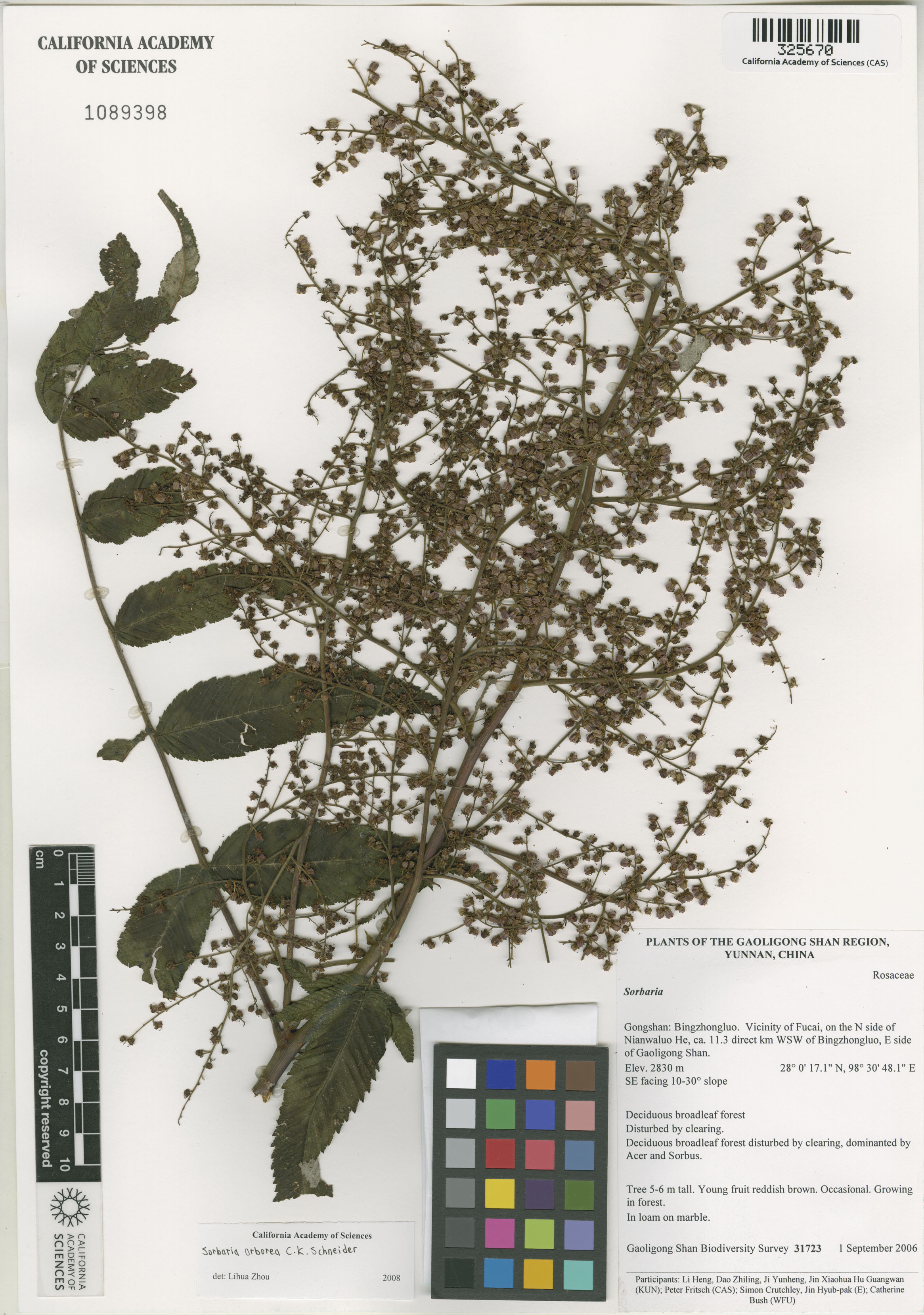 Sorbaria kirilowii image