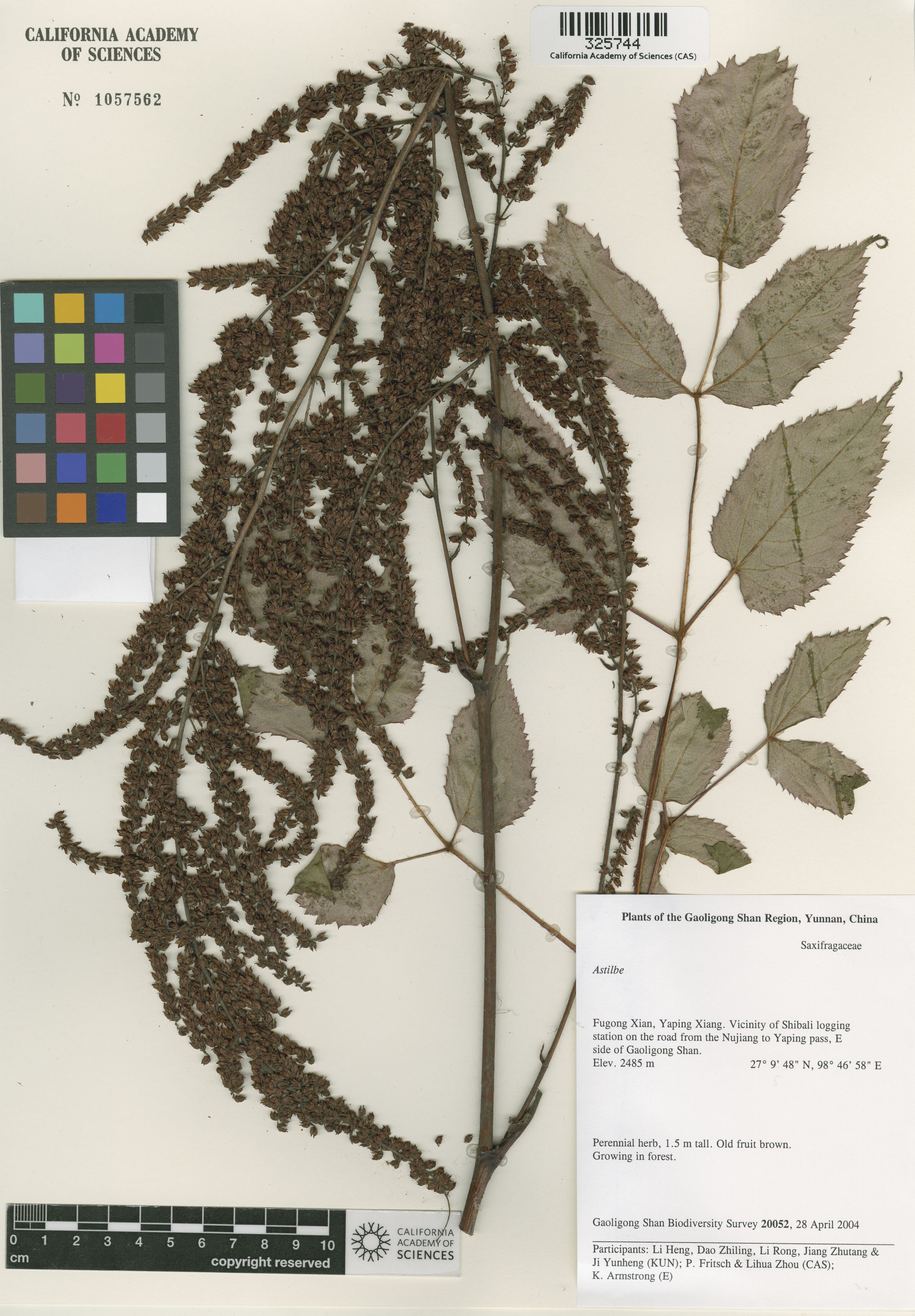 Astilbe image