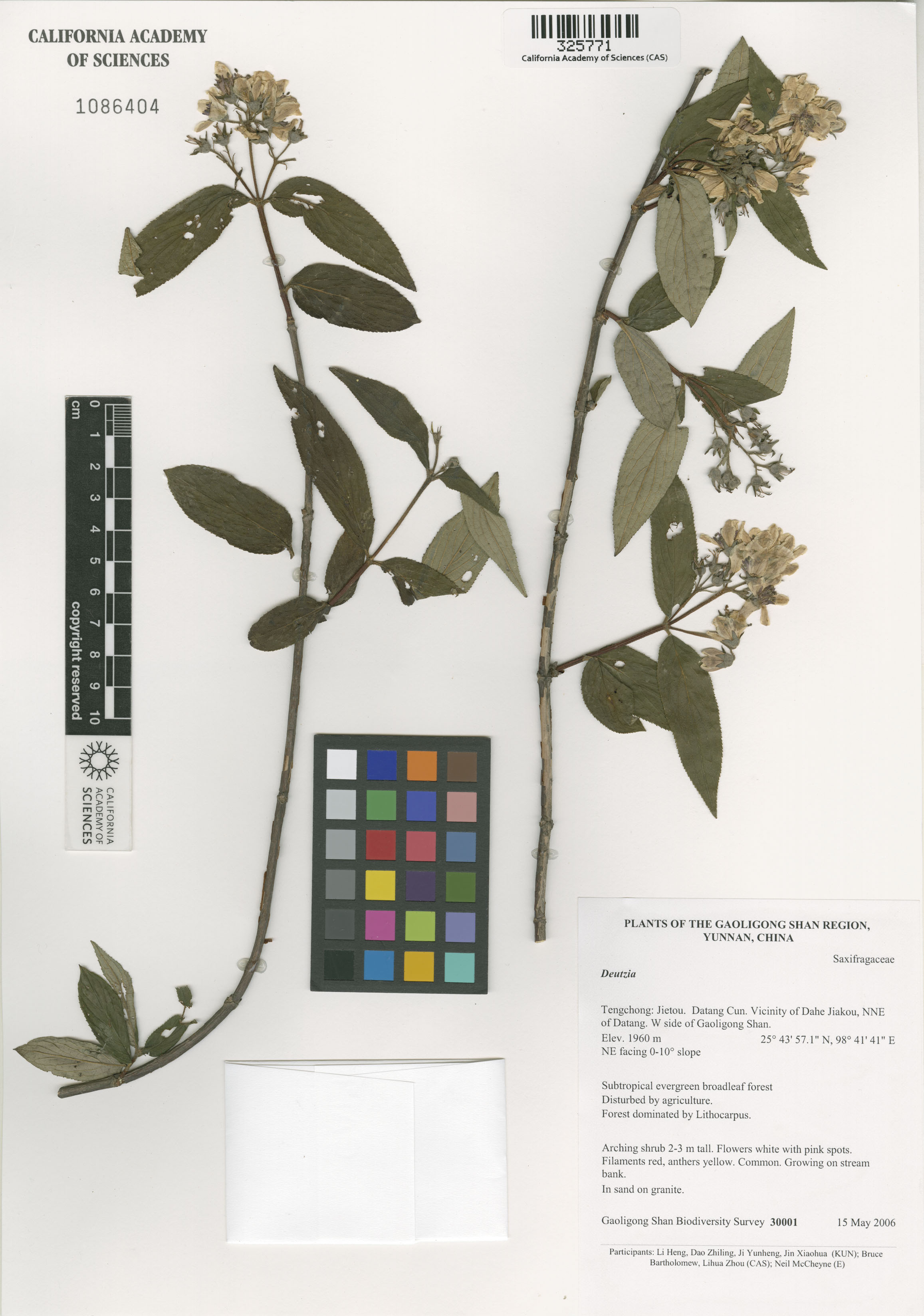 Deutzia image
