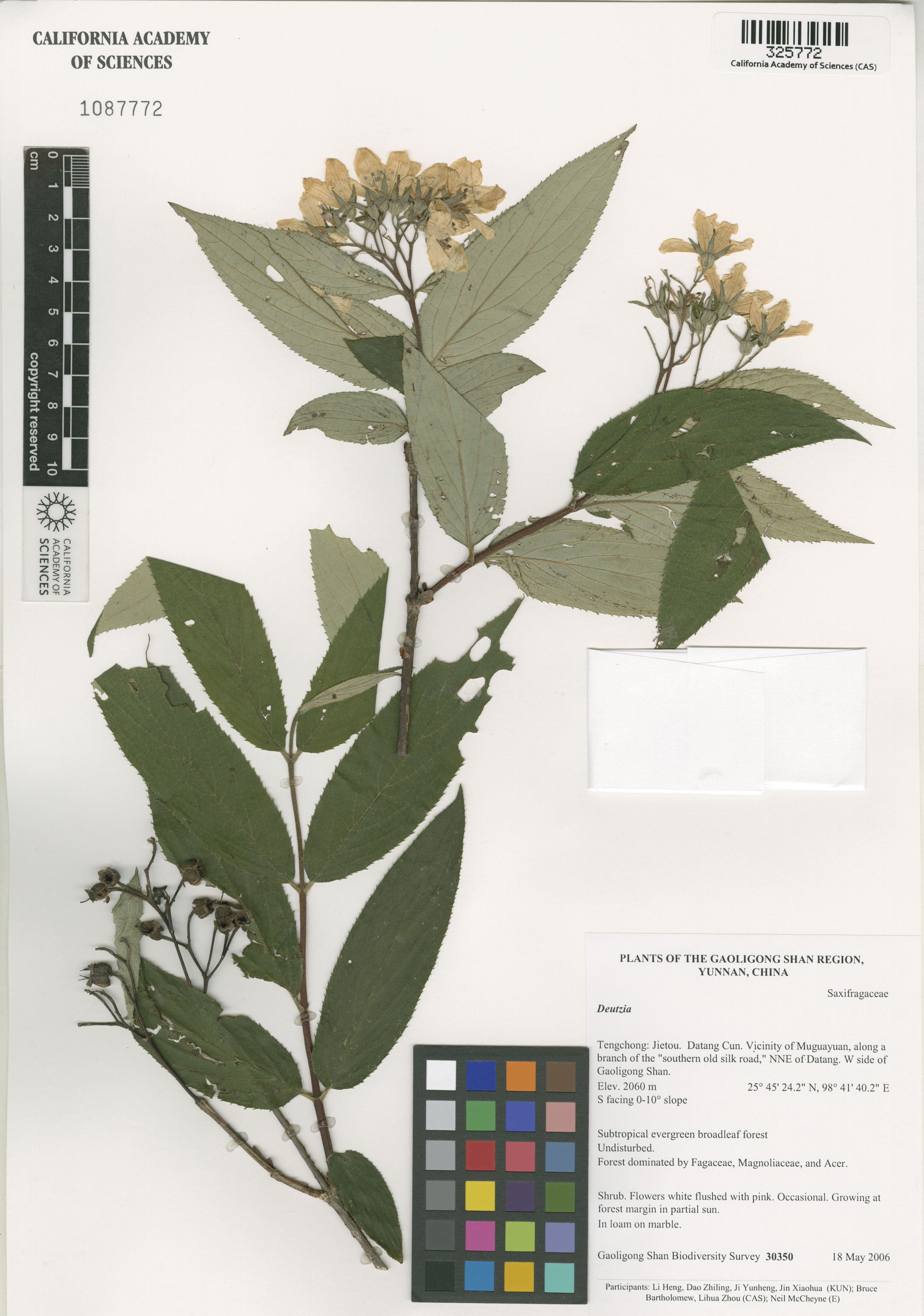 Deutzia image