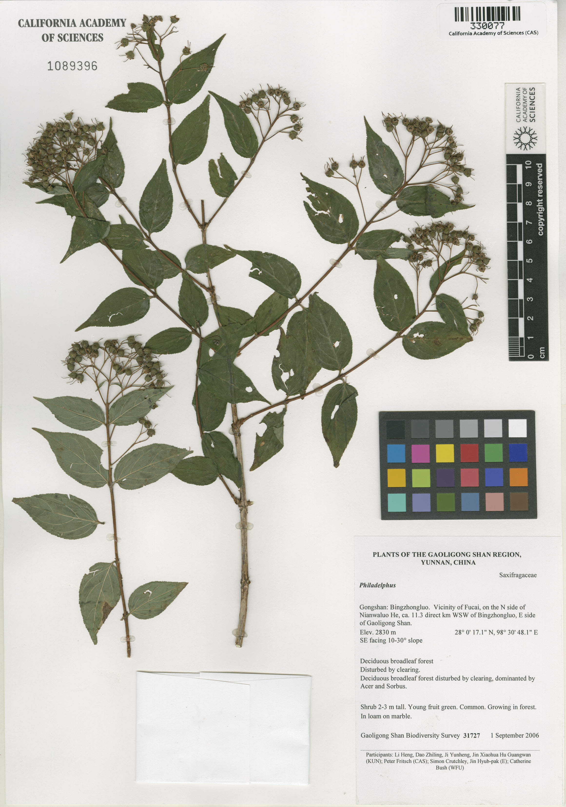Hydrangeaceae image