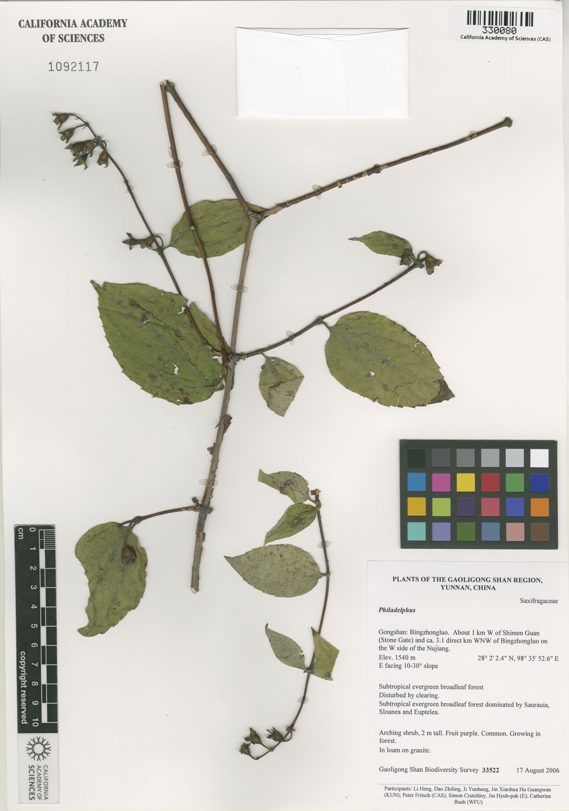 Philadelphus image