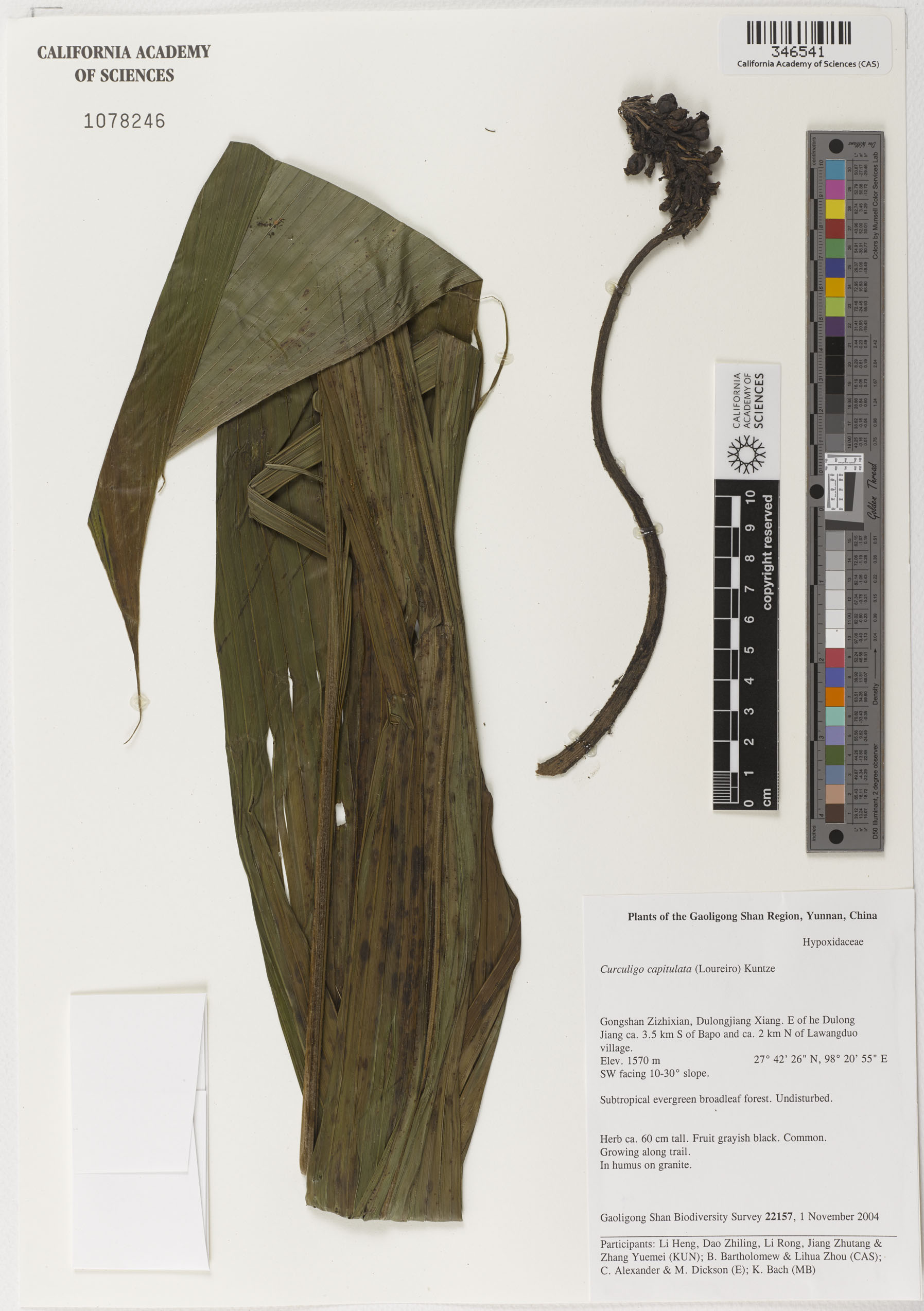 Molineria capitulata image