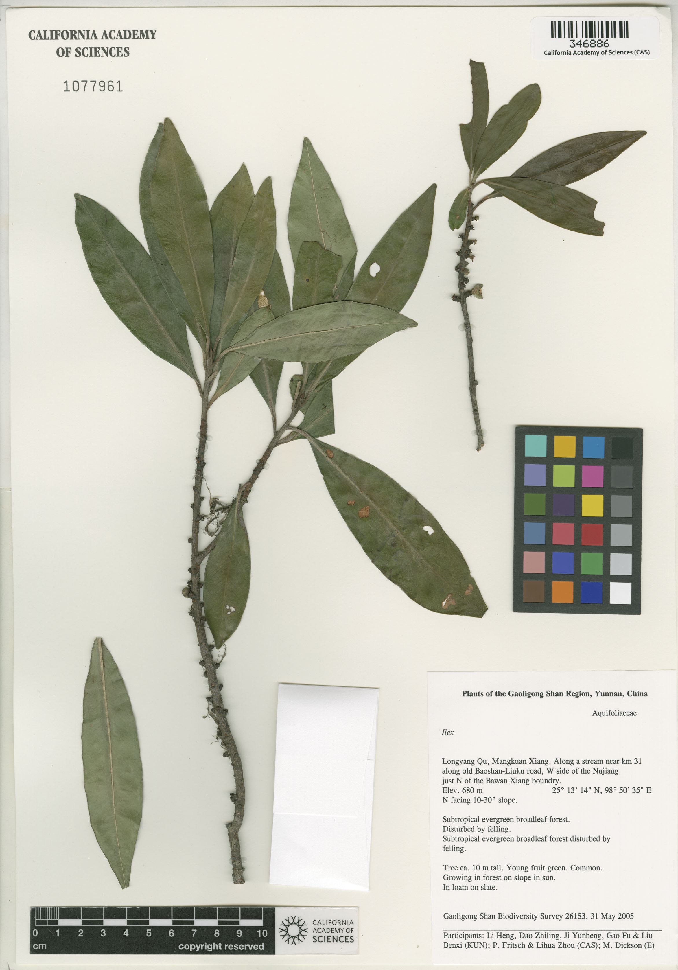 Aquifoliaceae image