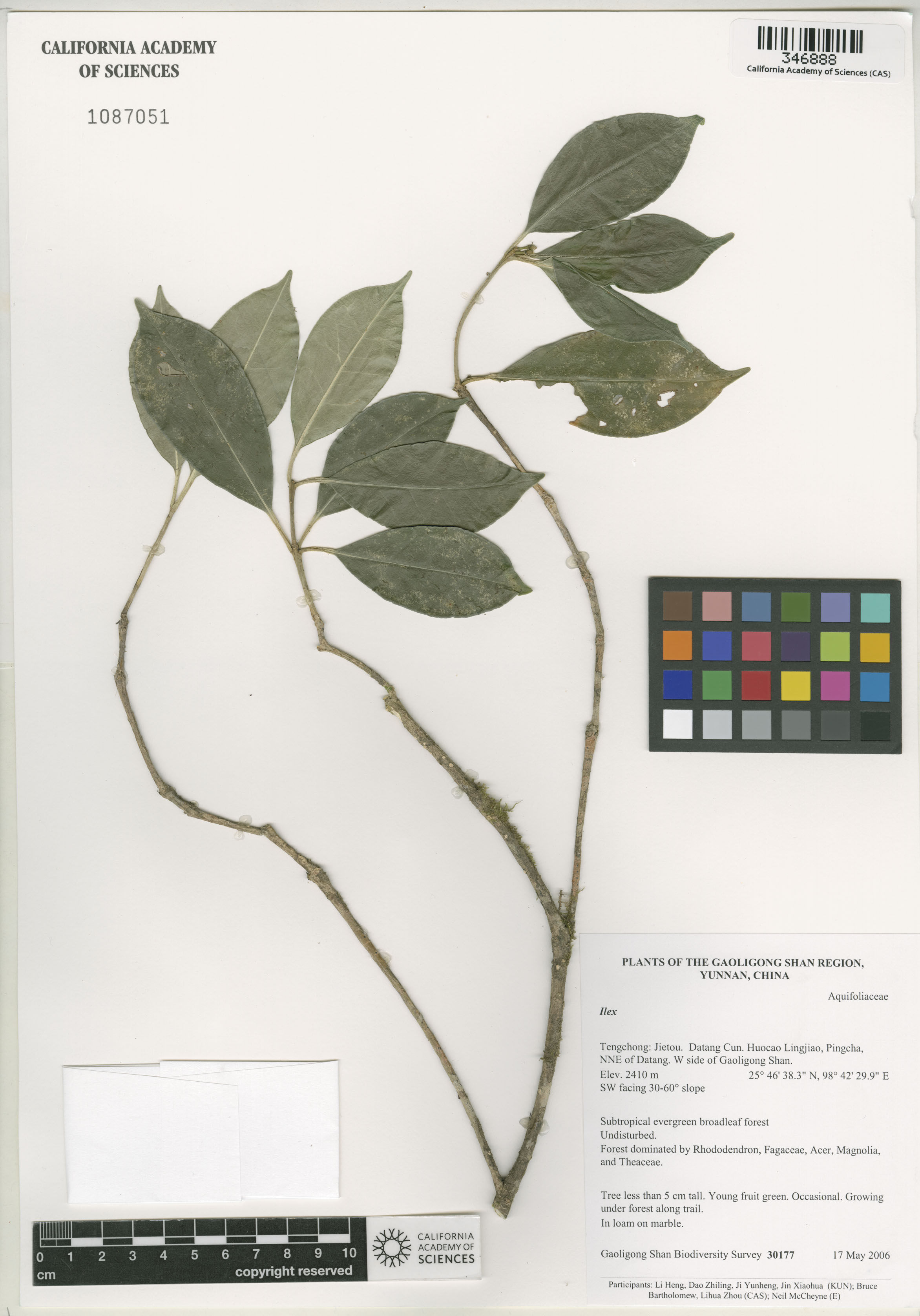Ilex image