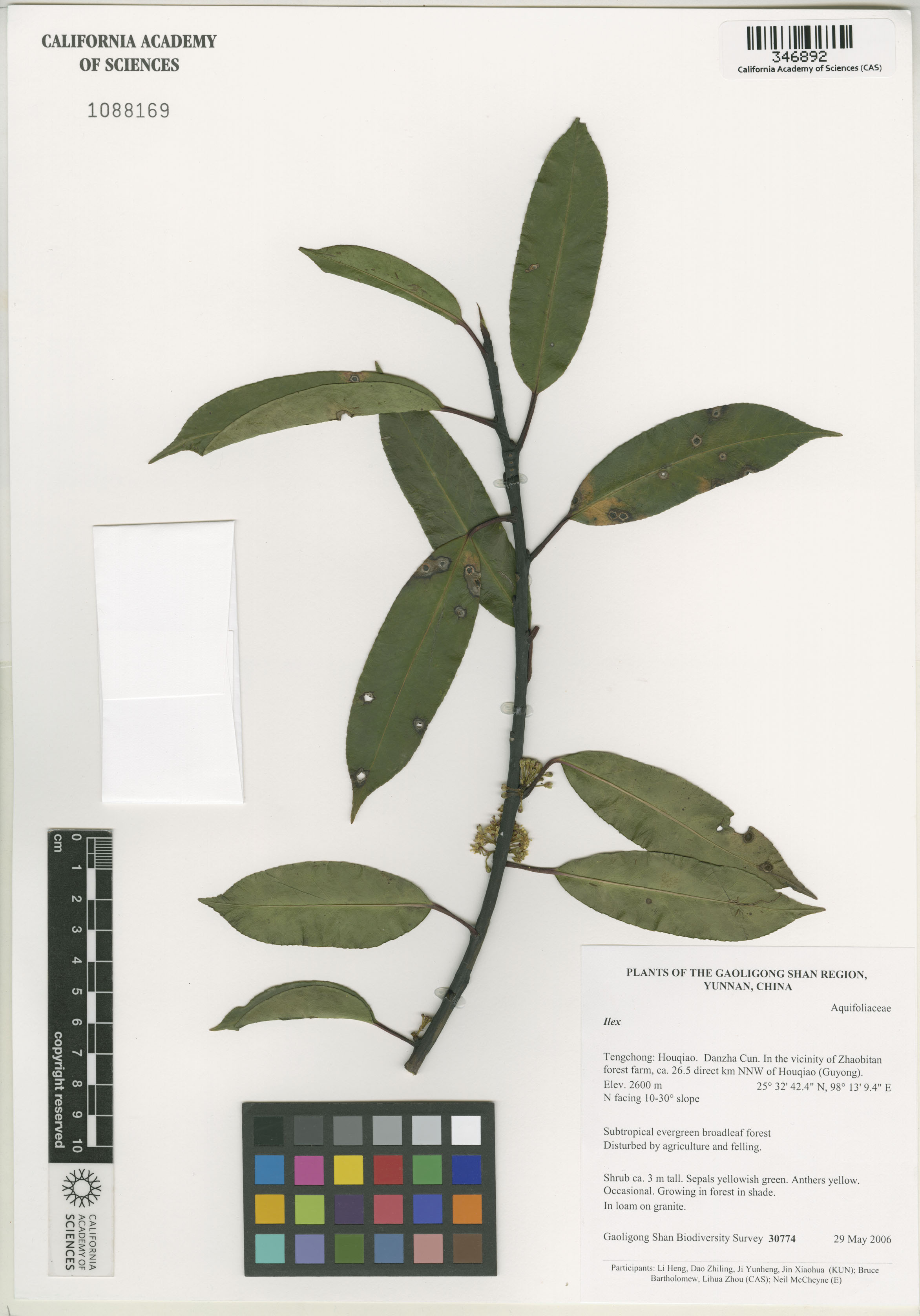 Aquifoliaceae image