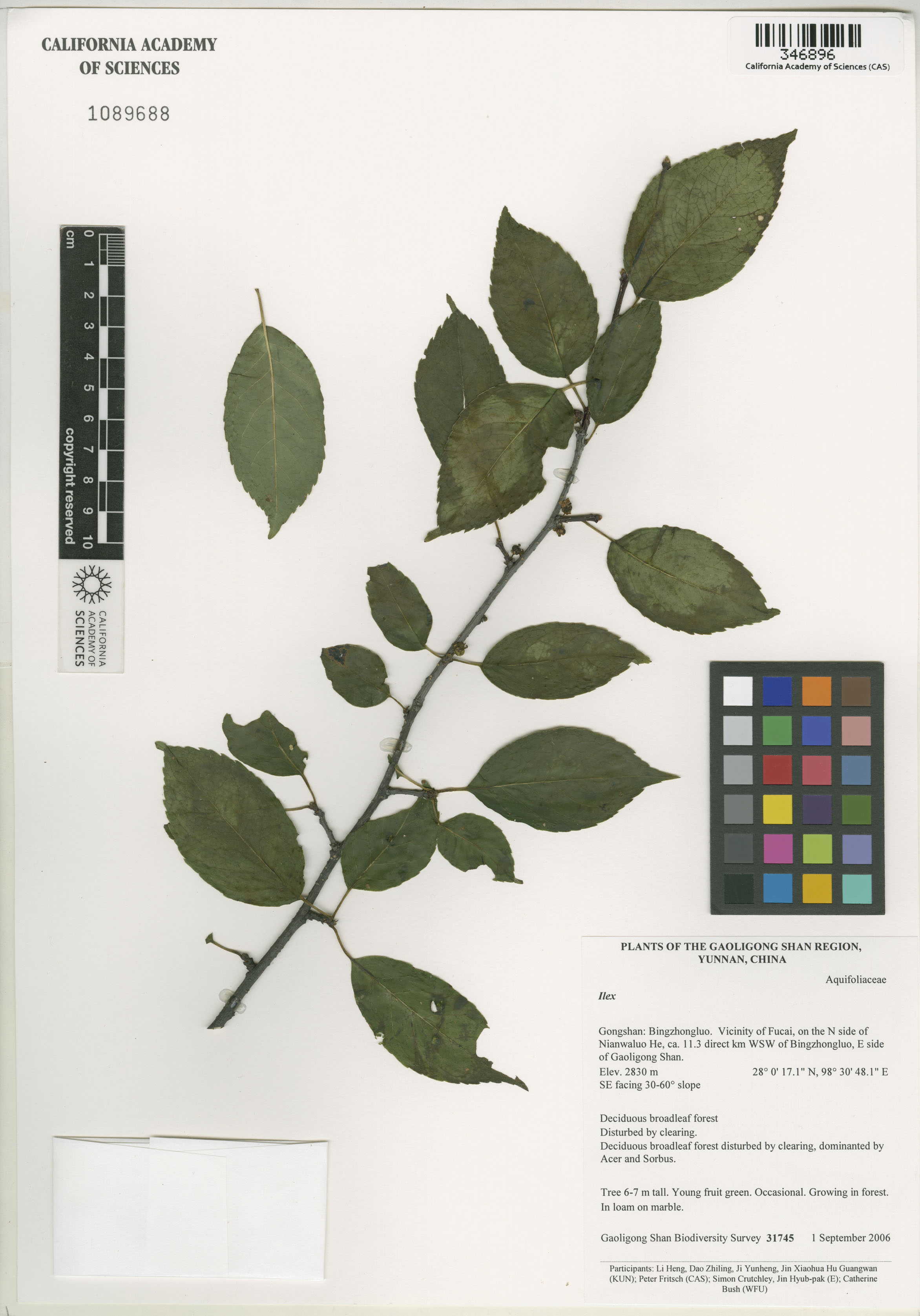 Aquifoliaceae image