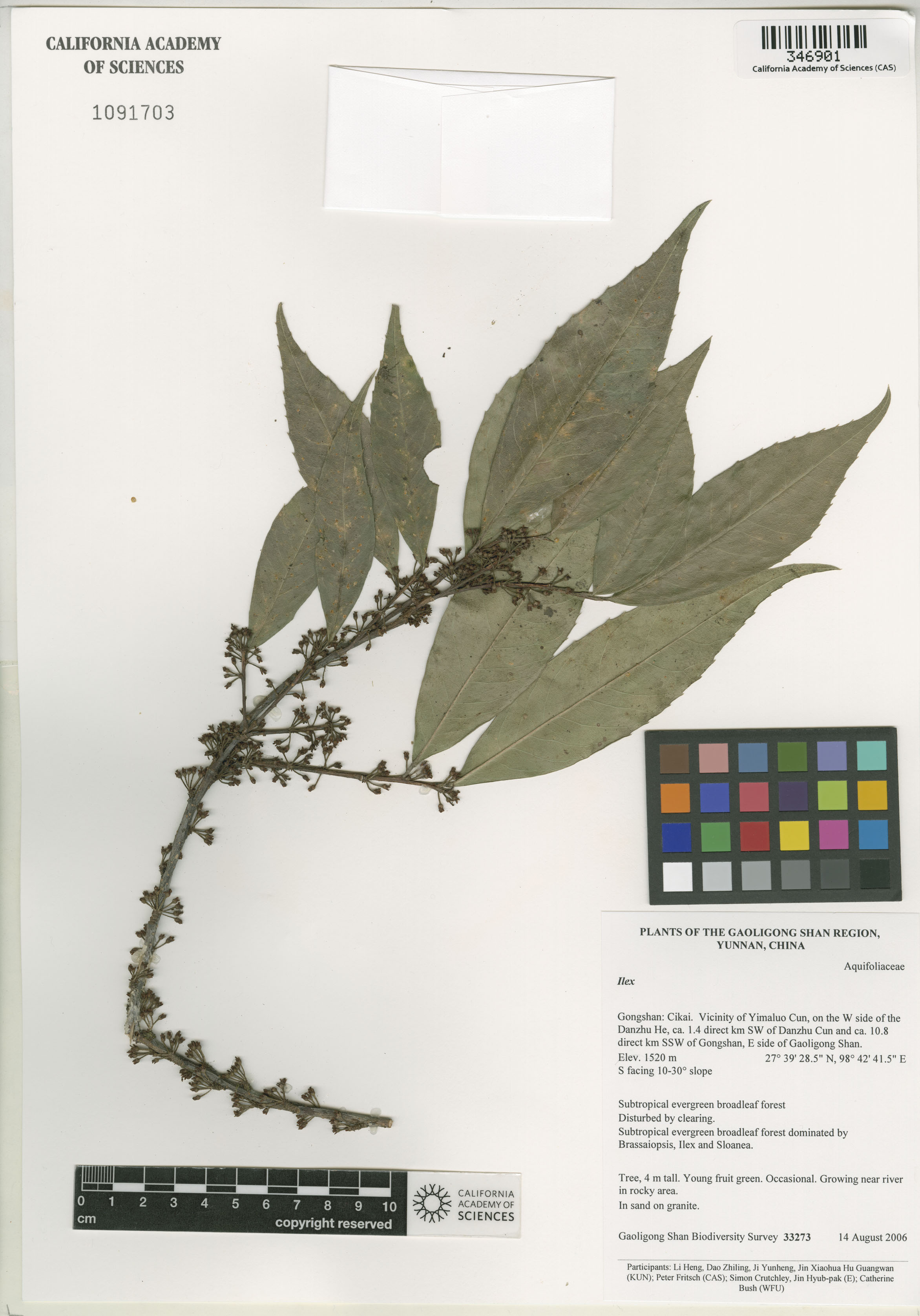 Aquifoliaceae image