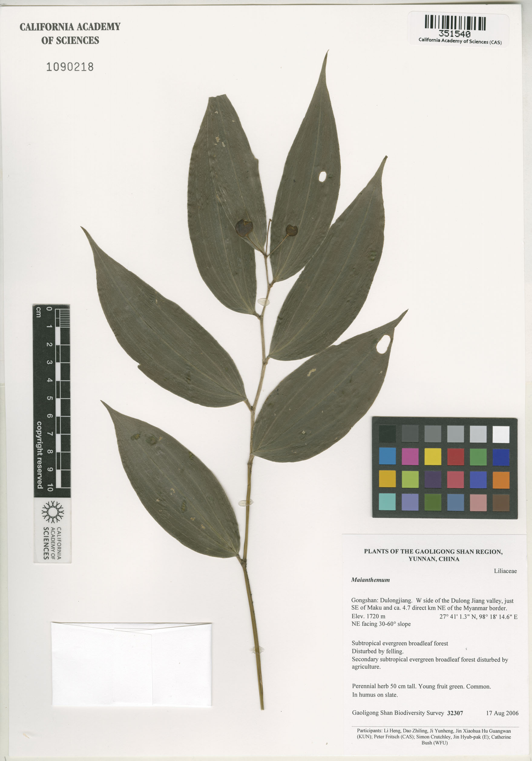 Maianthemum image
