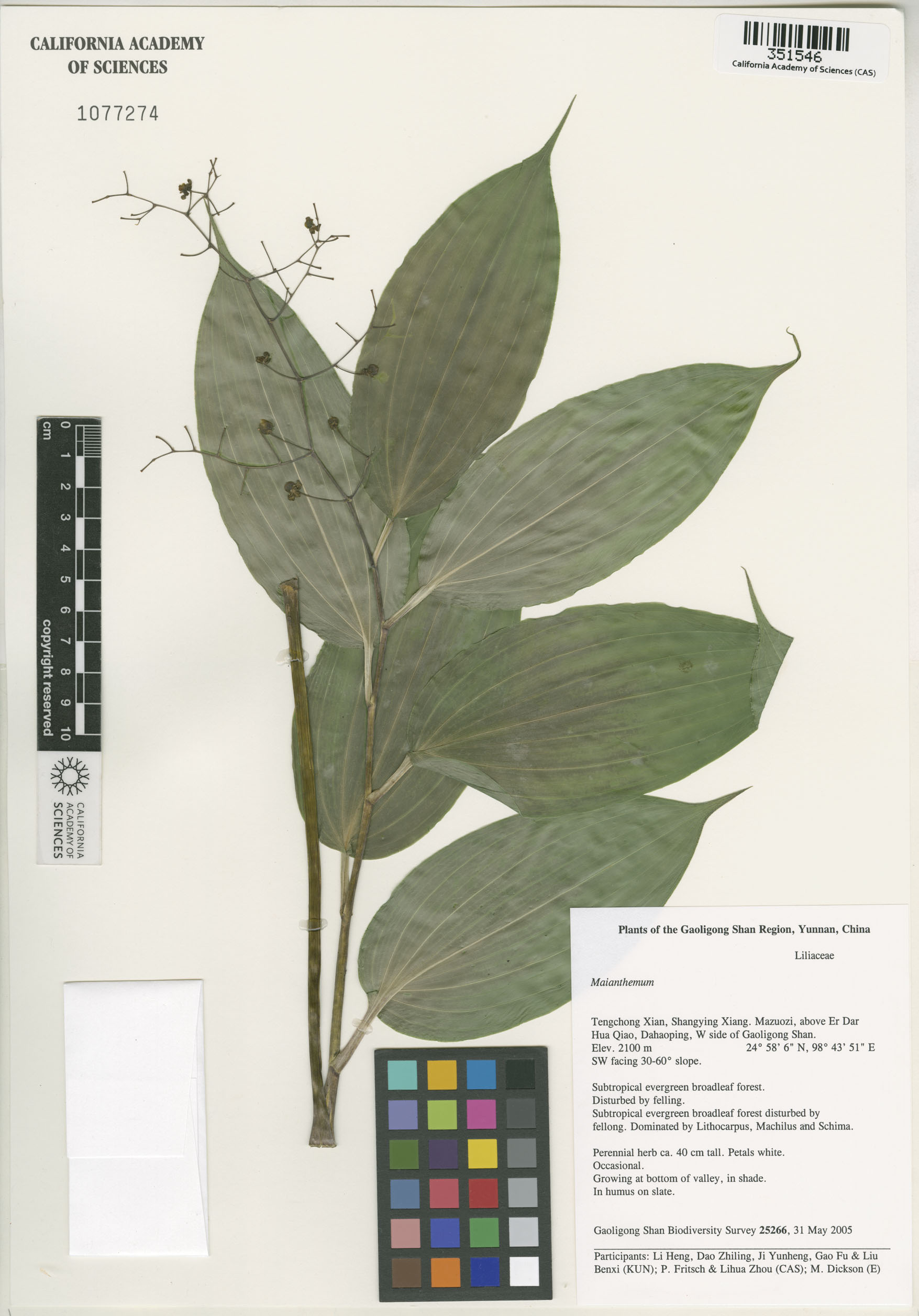 Asparagaceae image