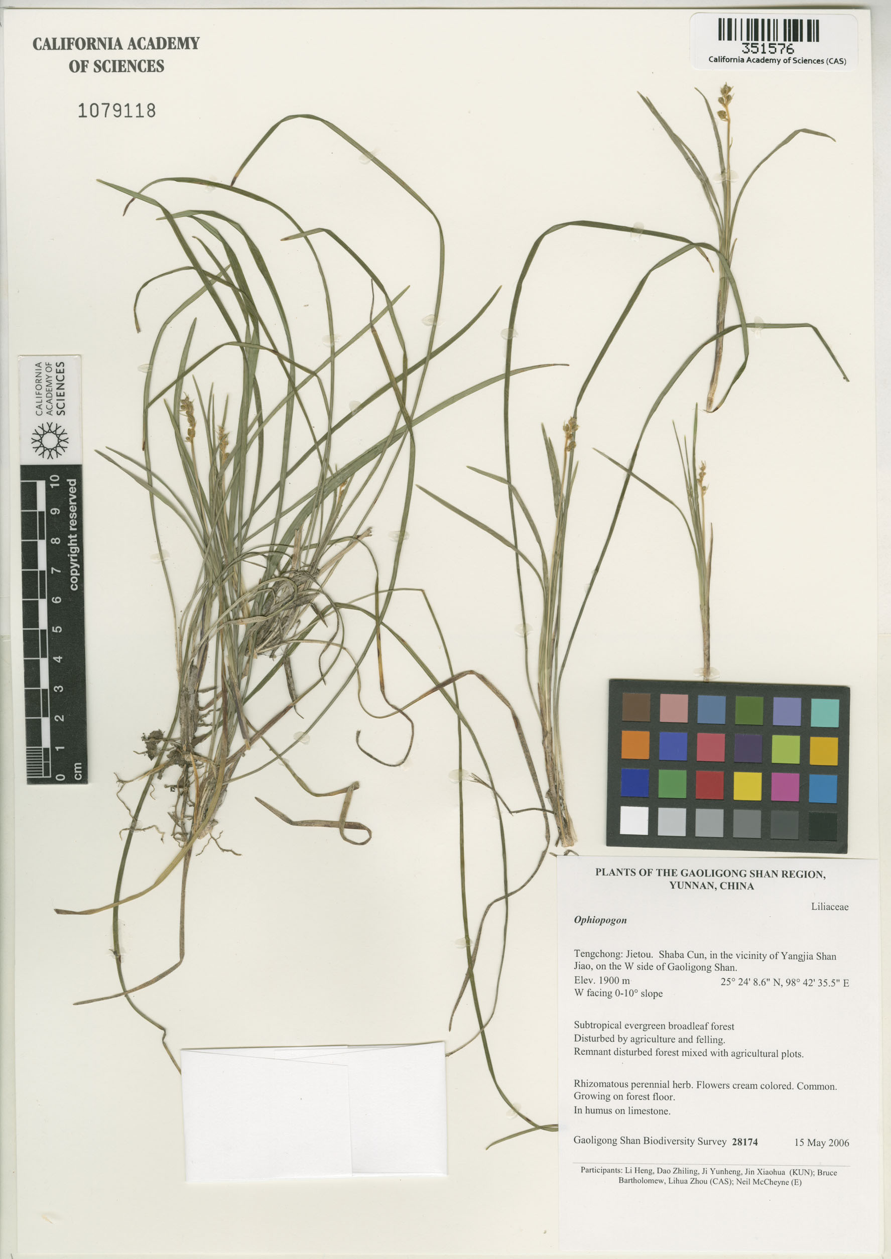 Ophiopogon image