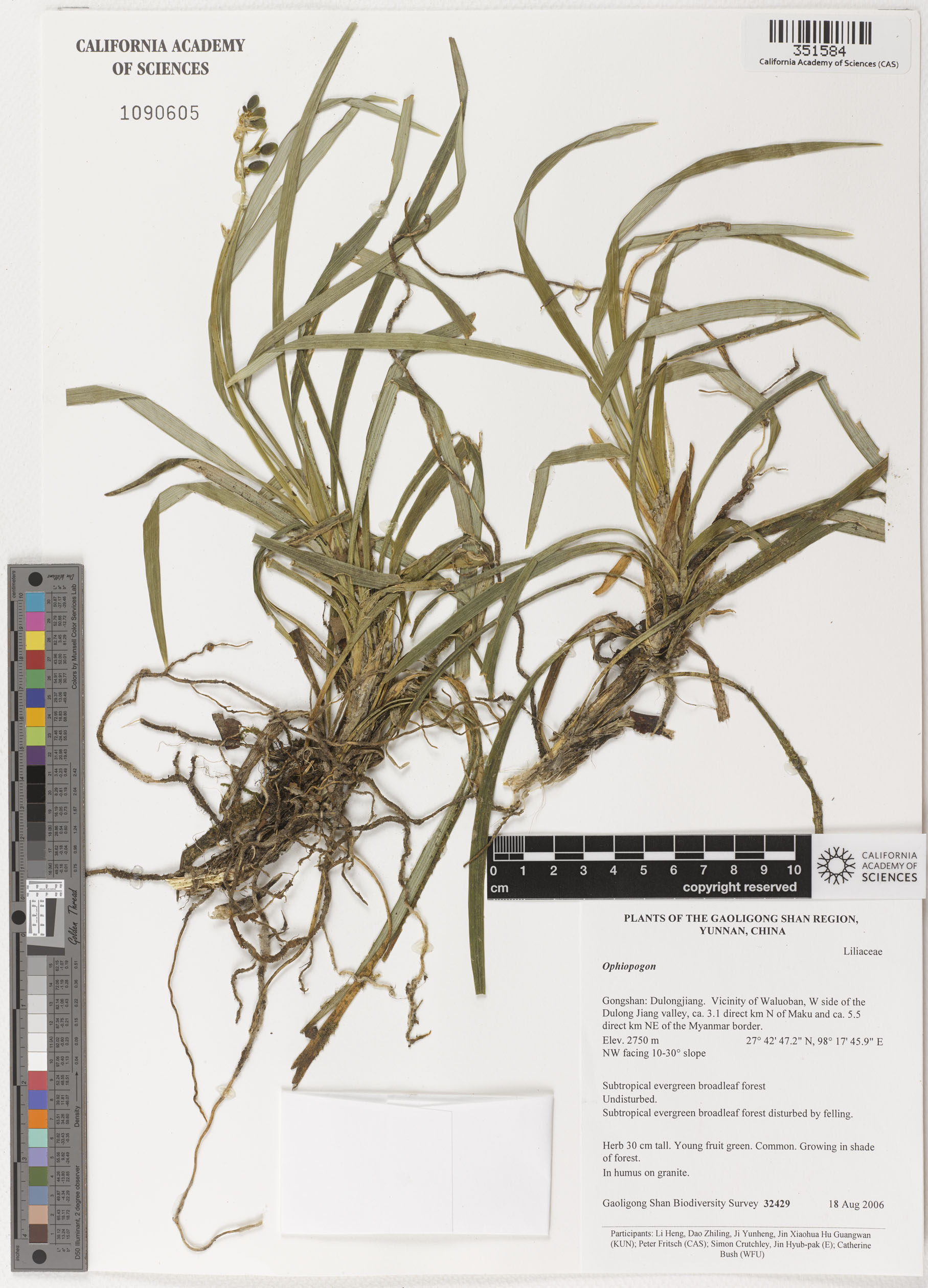 Ophiopogon image