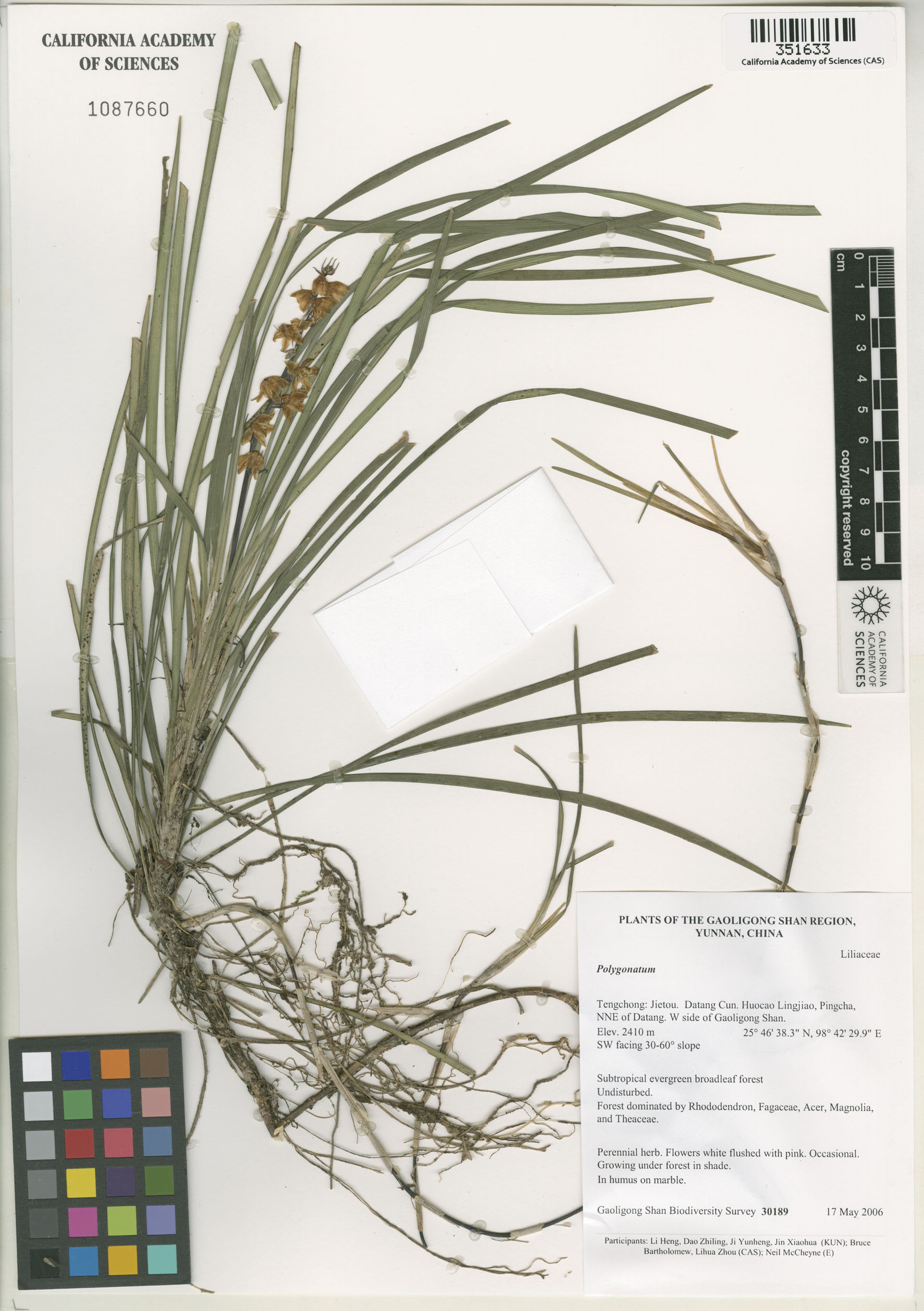 Asparagaceae image