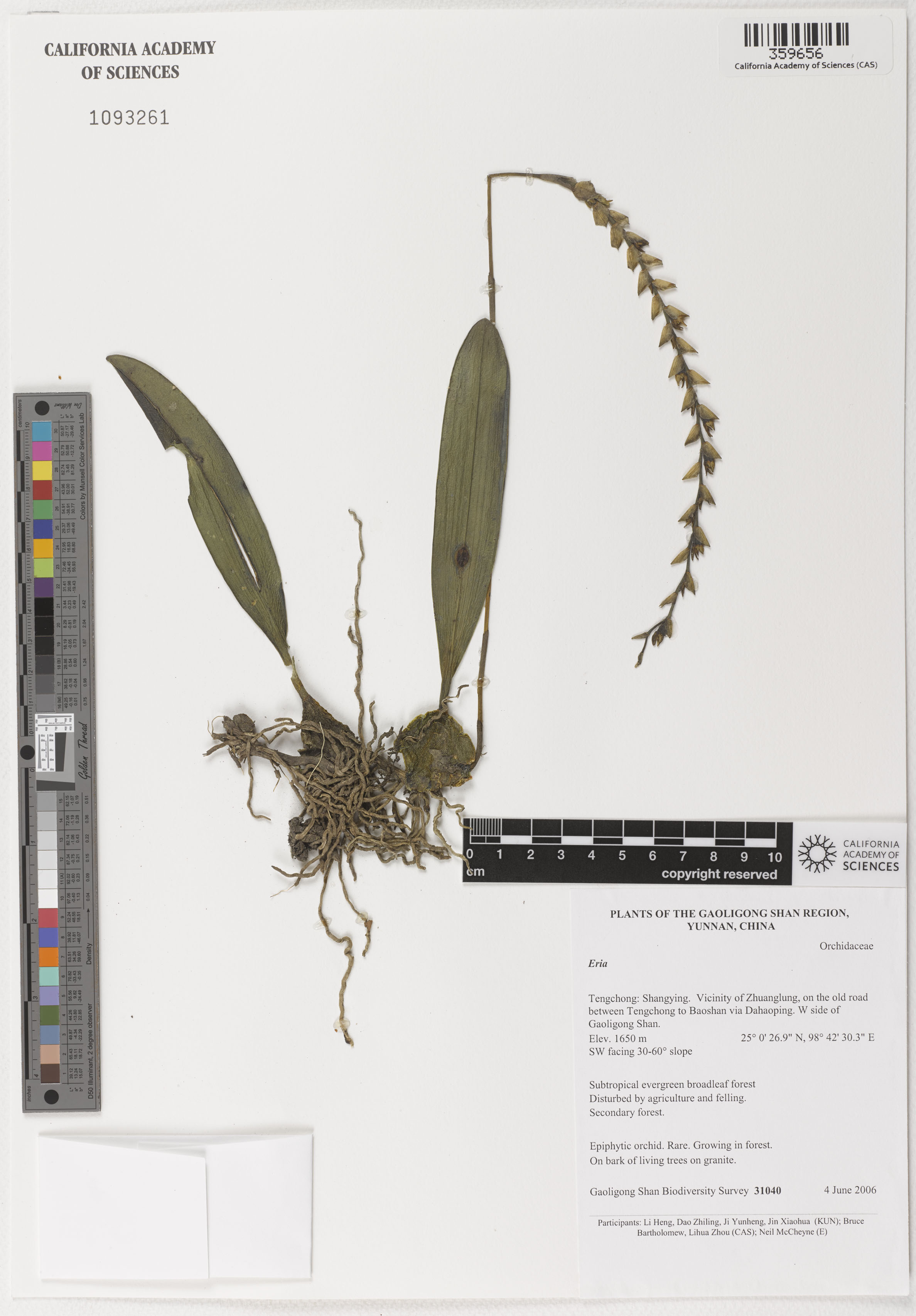 Pseudognaphalium californicum image