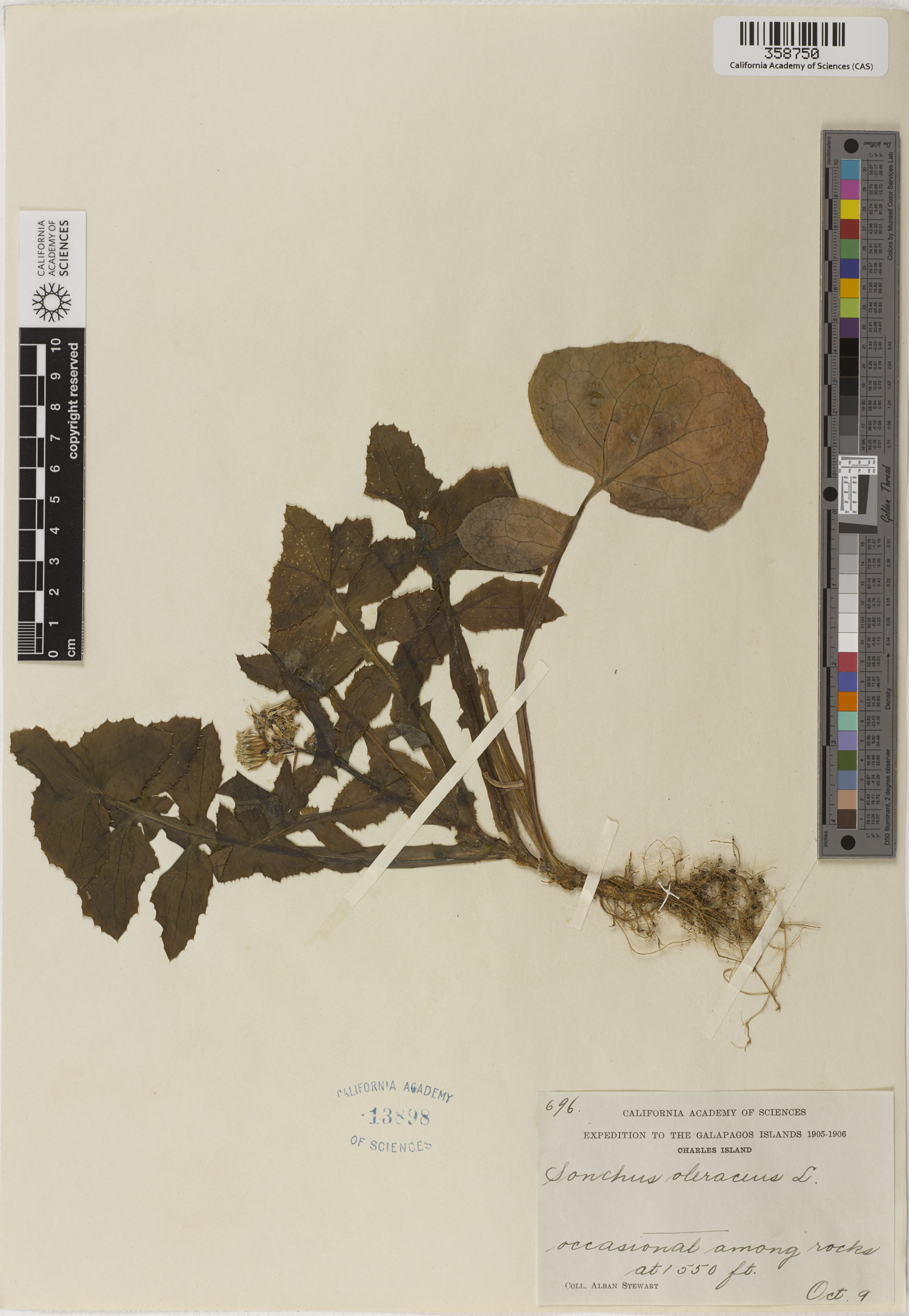 Sonchus oleraceus image