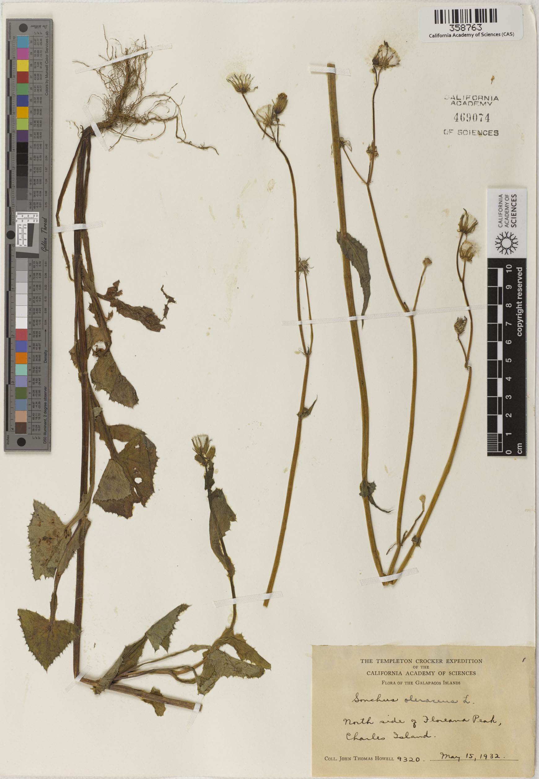 Sonchus oleraceus image