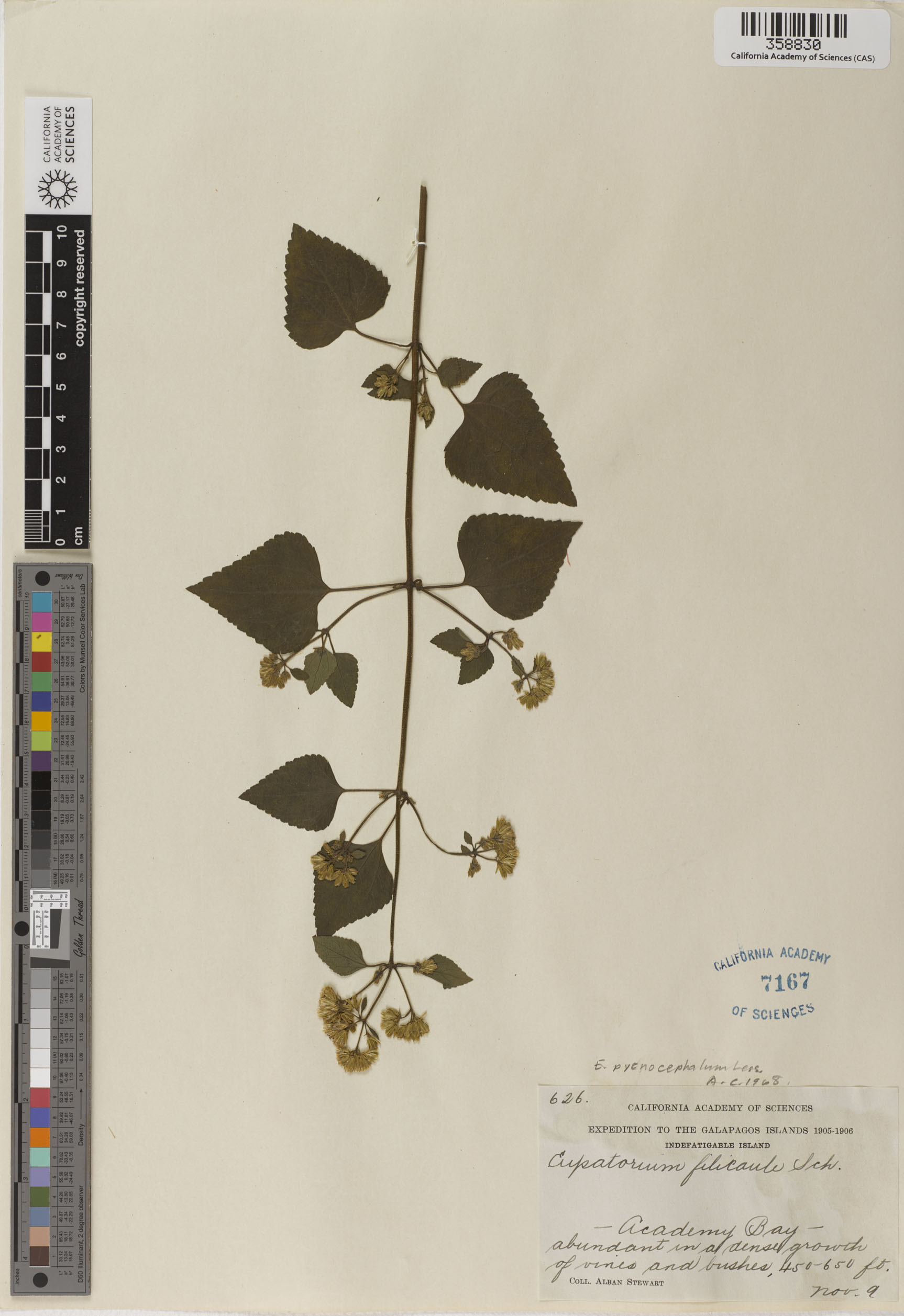 Fleischmannia pycnocephala image