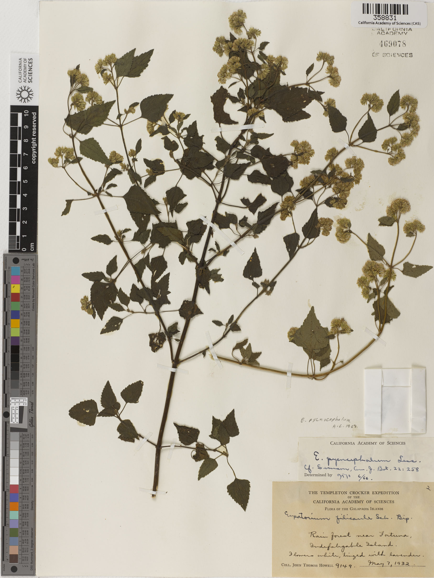 Fleischmannia pycnocephala image