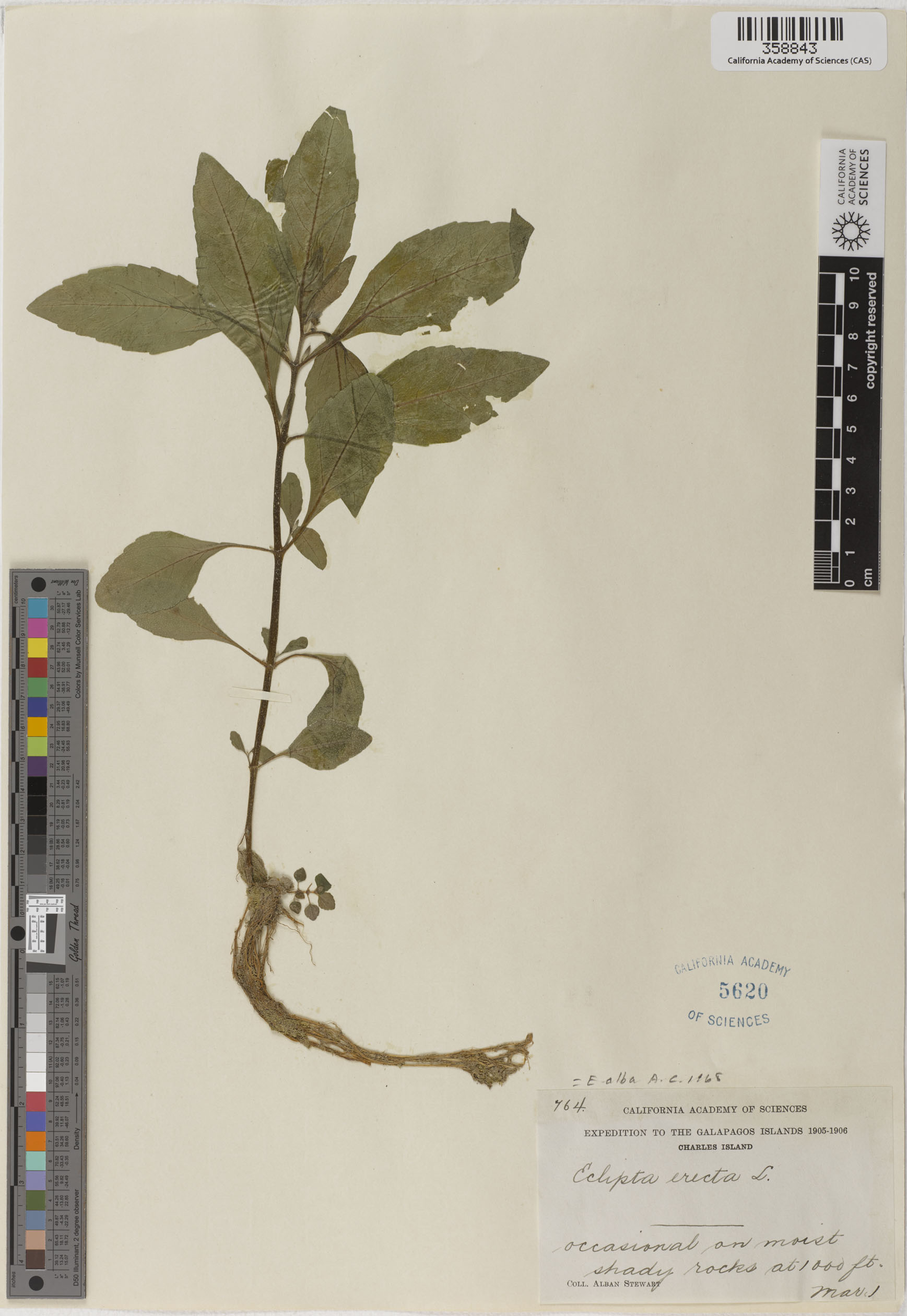 Eclipta prostrata image