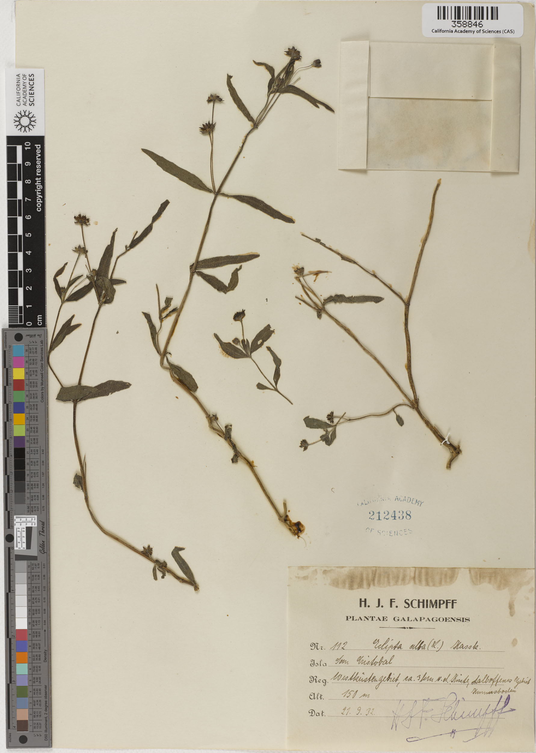 Eclipta prostrata image