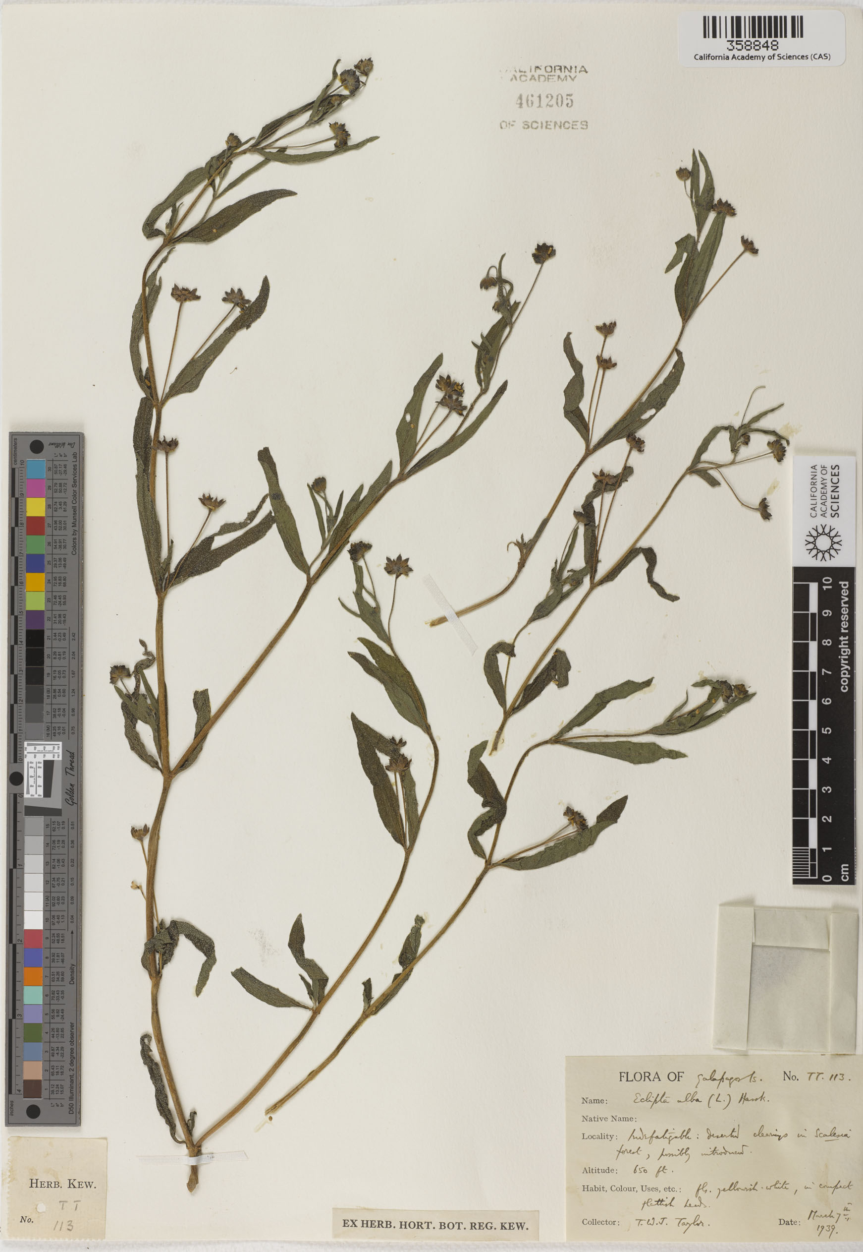 Eclipta prostrata image