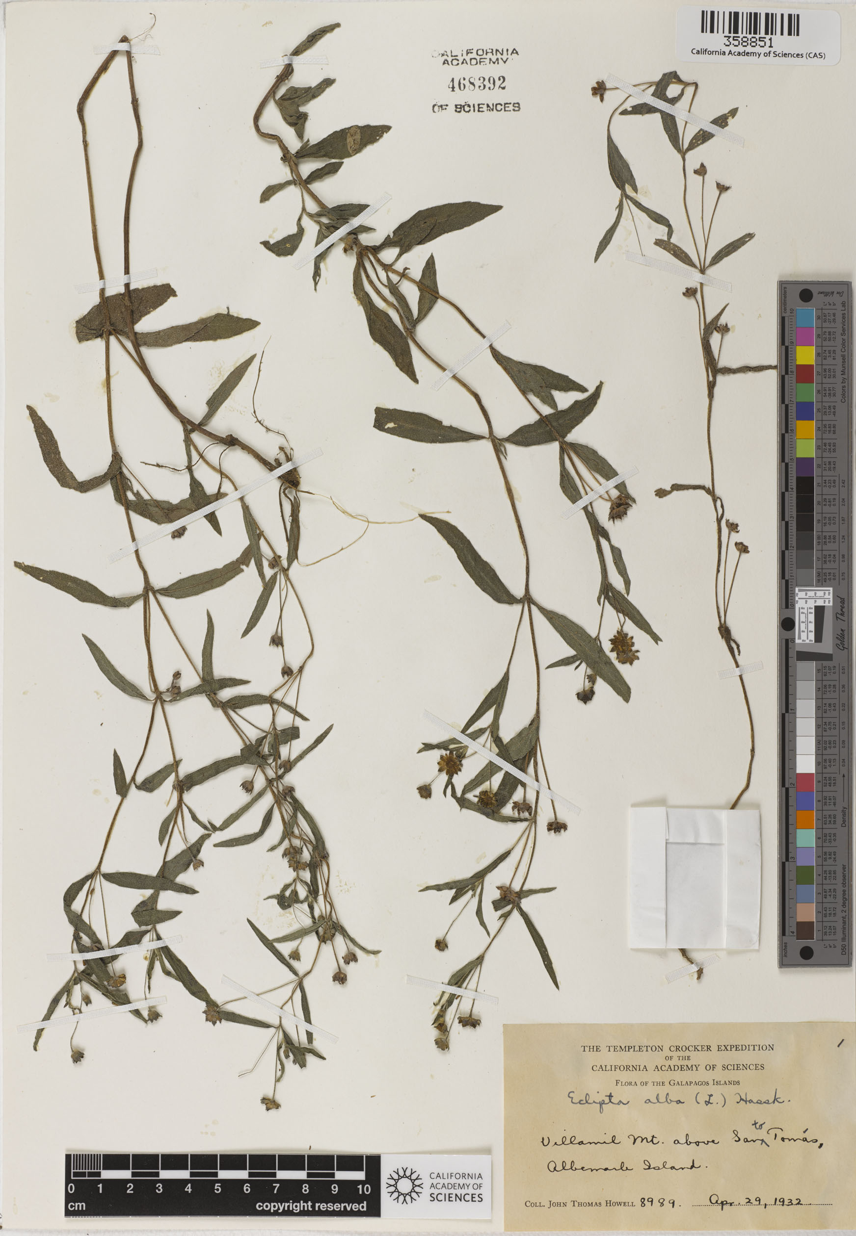 Eclipta prostrata image