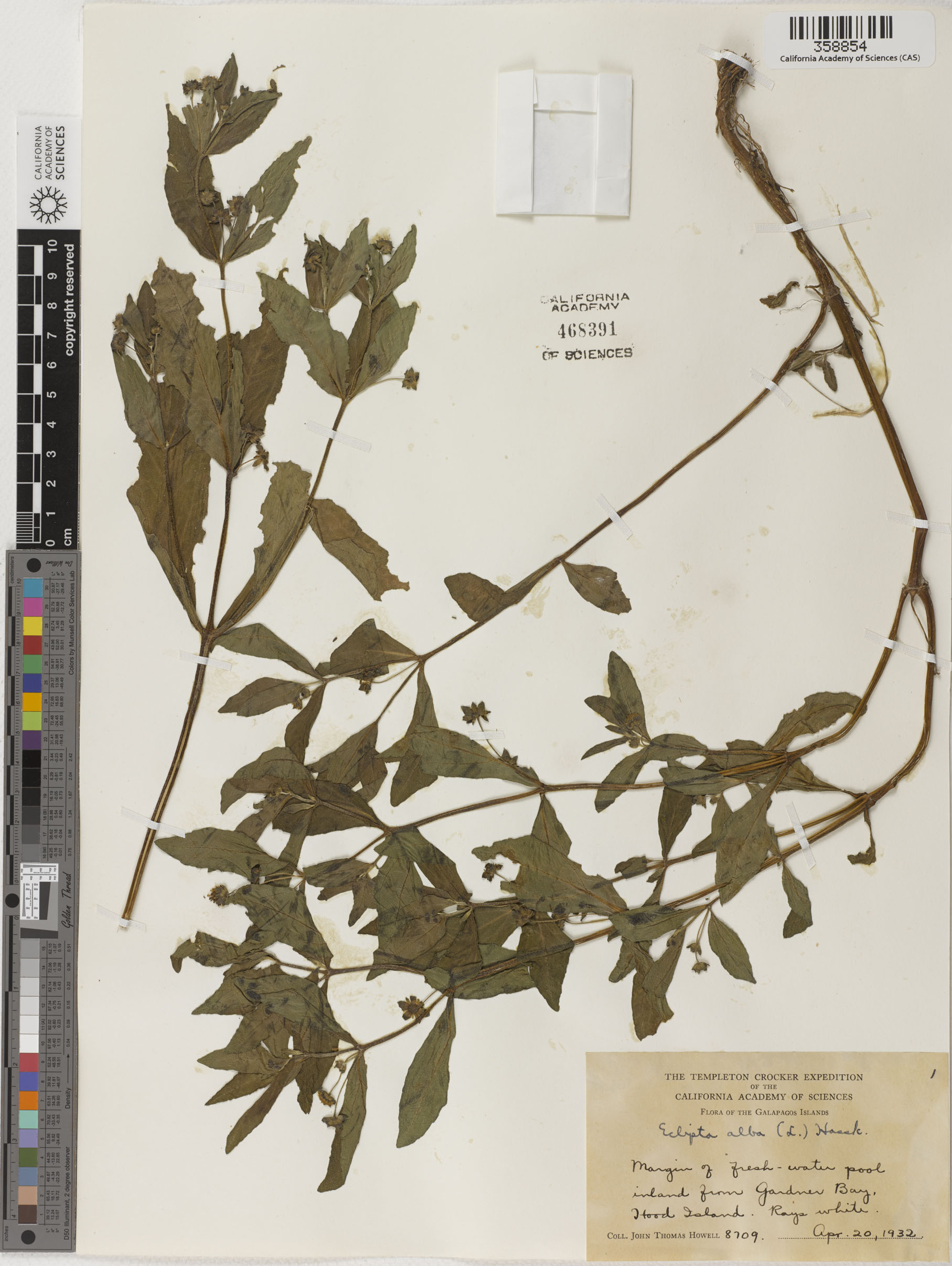 Eclipta prostrata image