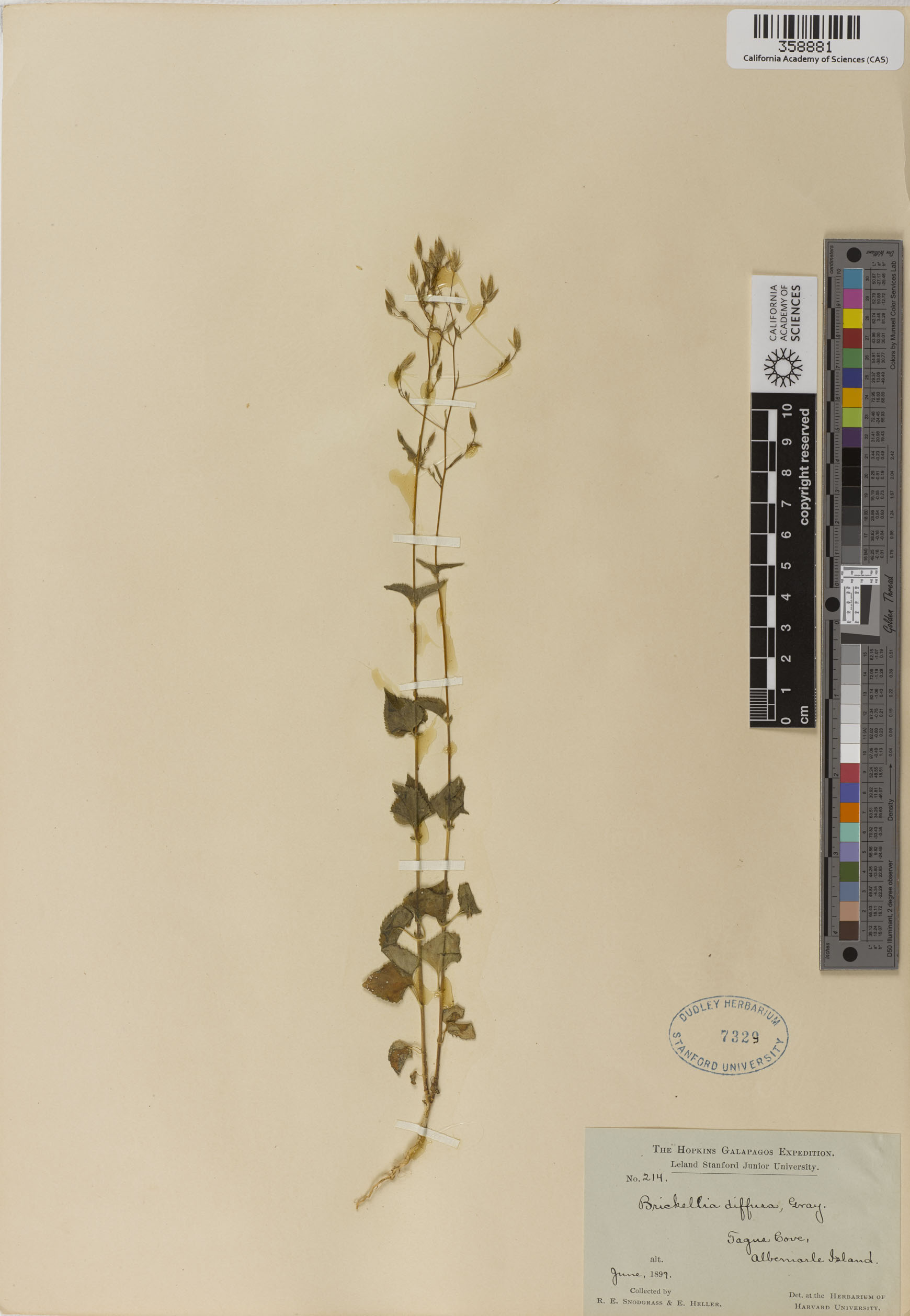Brickellia diffusa image