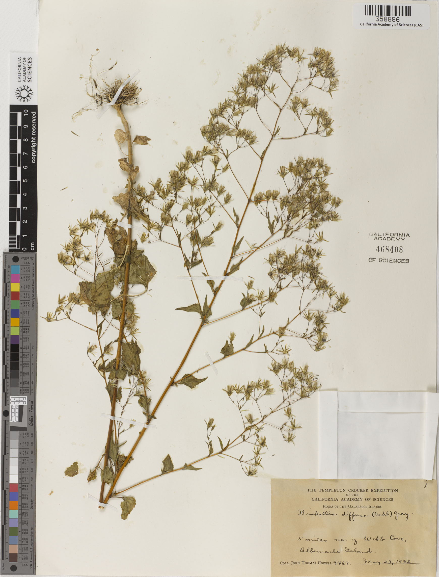 Brickellia diffusa image