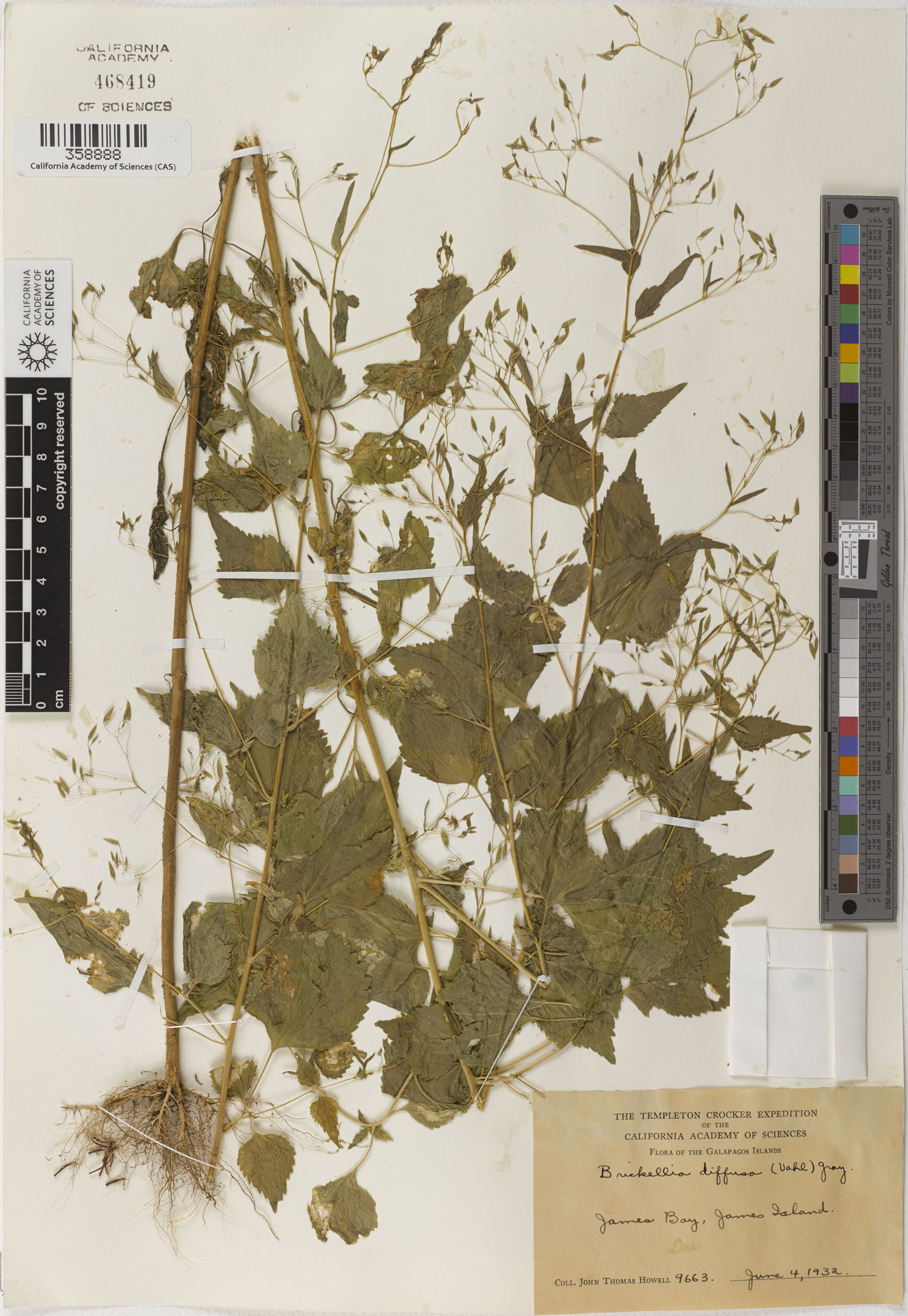 Brickellia diffusa image