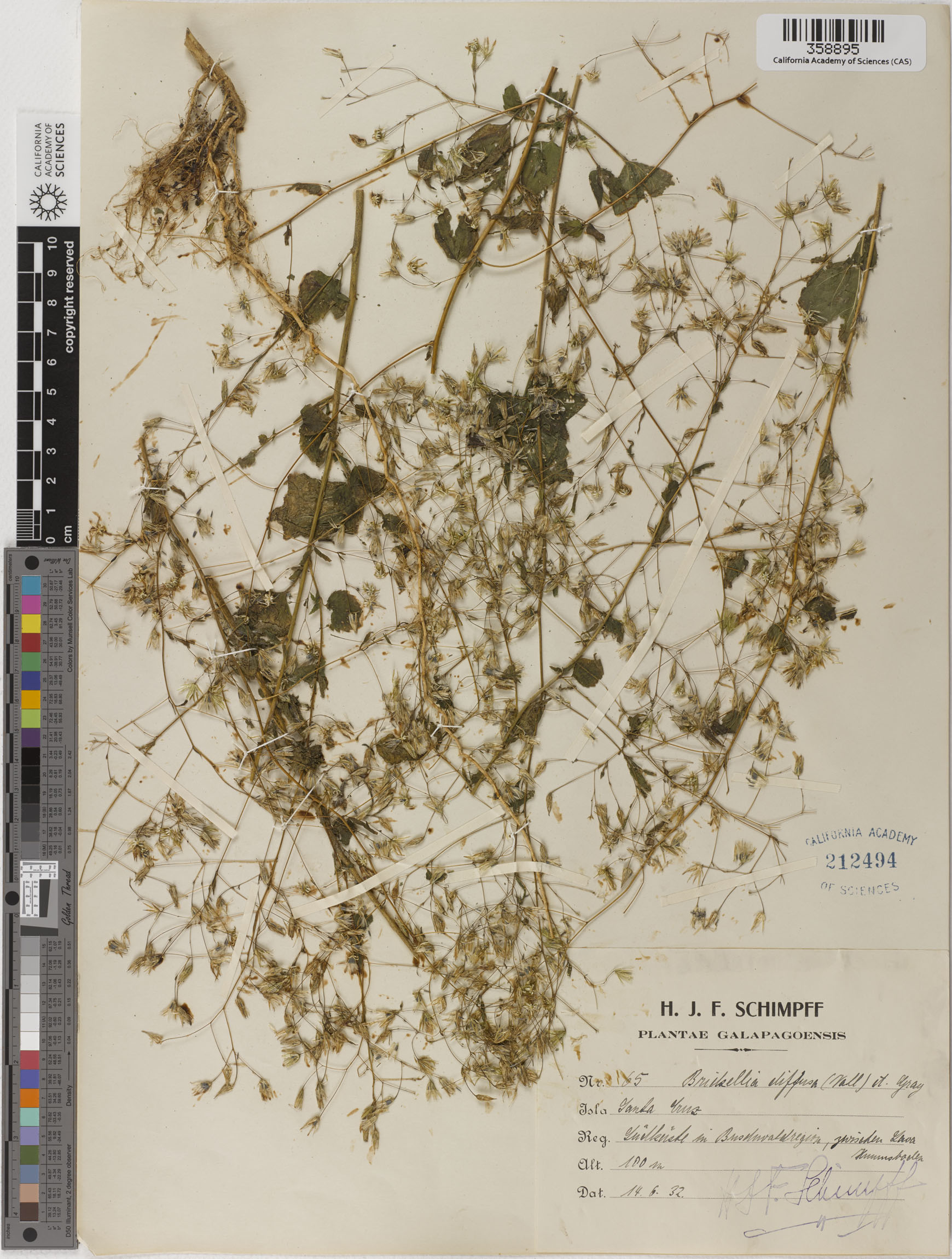 Brickellia diffusa image