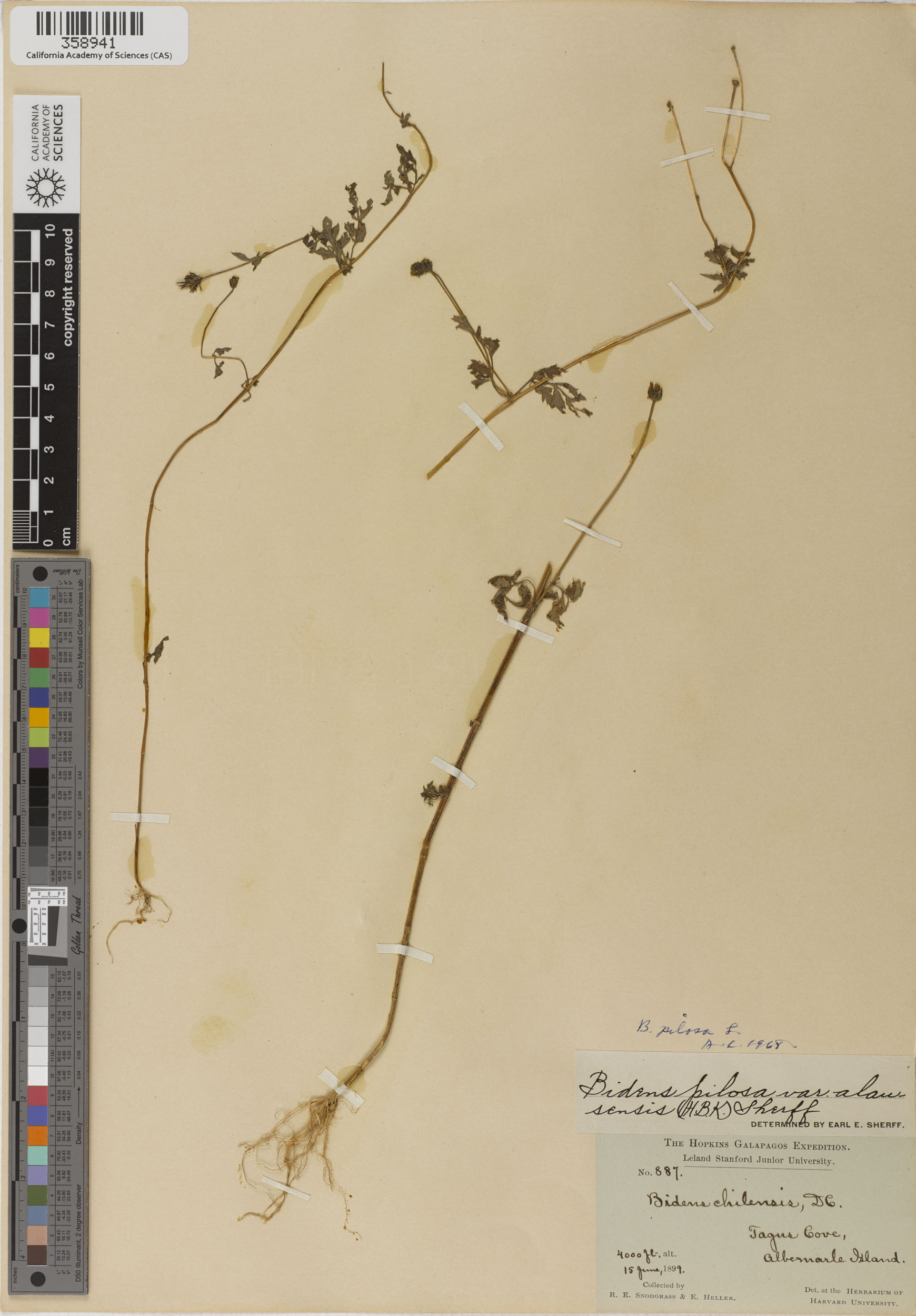 Bidens pilosa image
