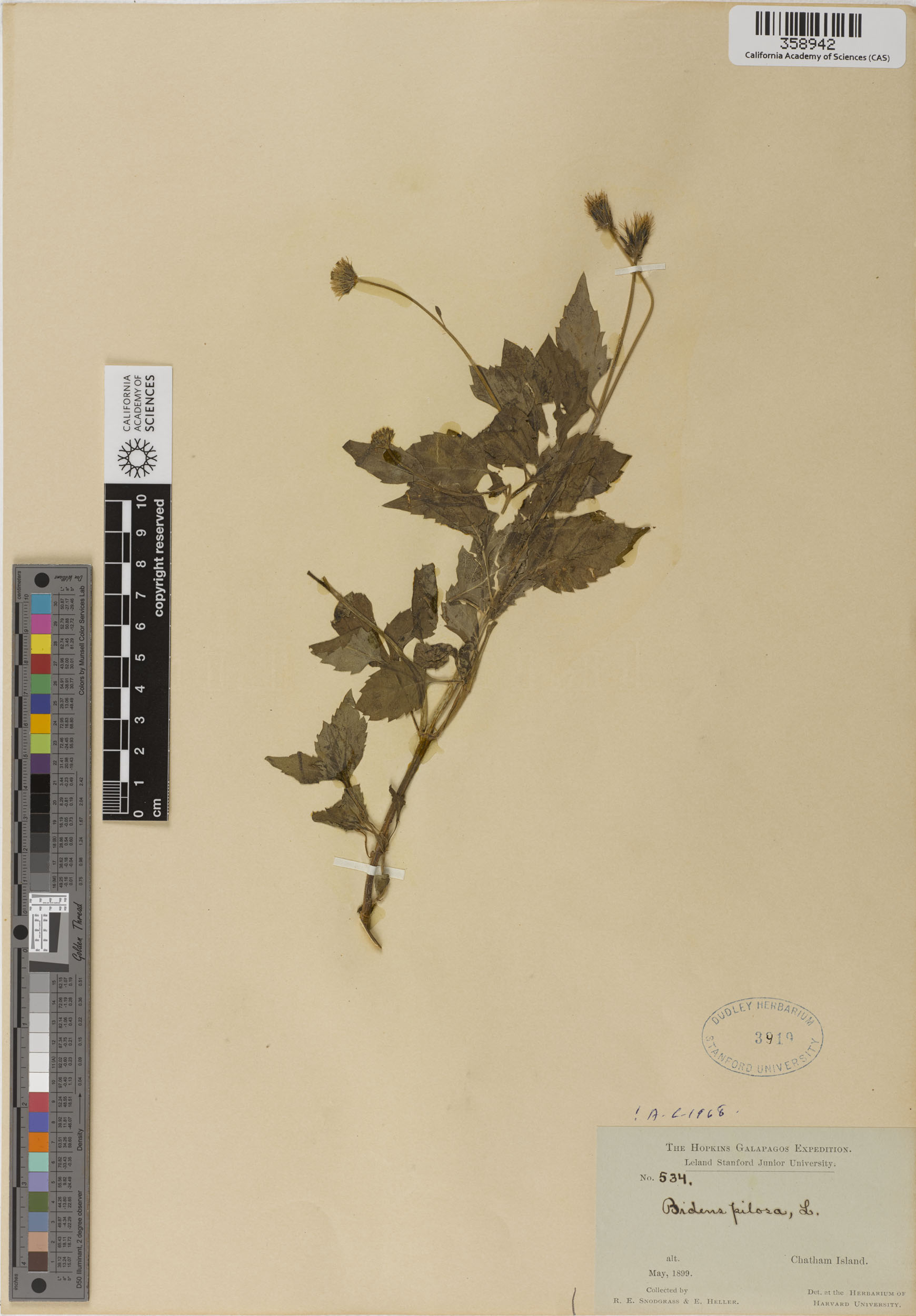 Bidens pilosa image