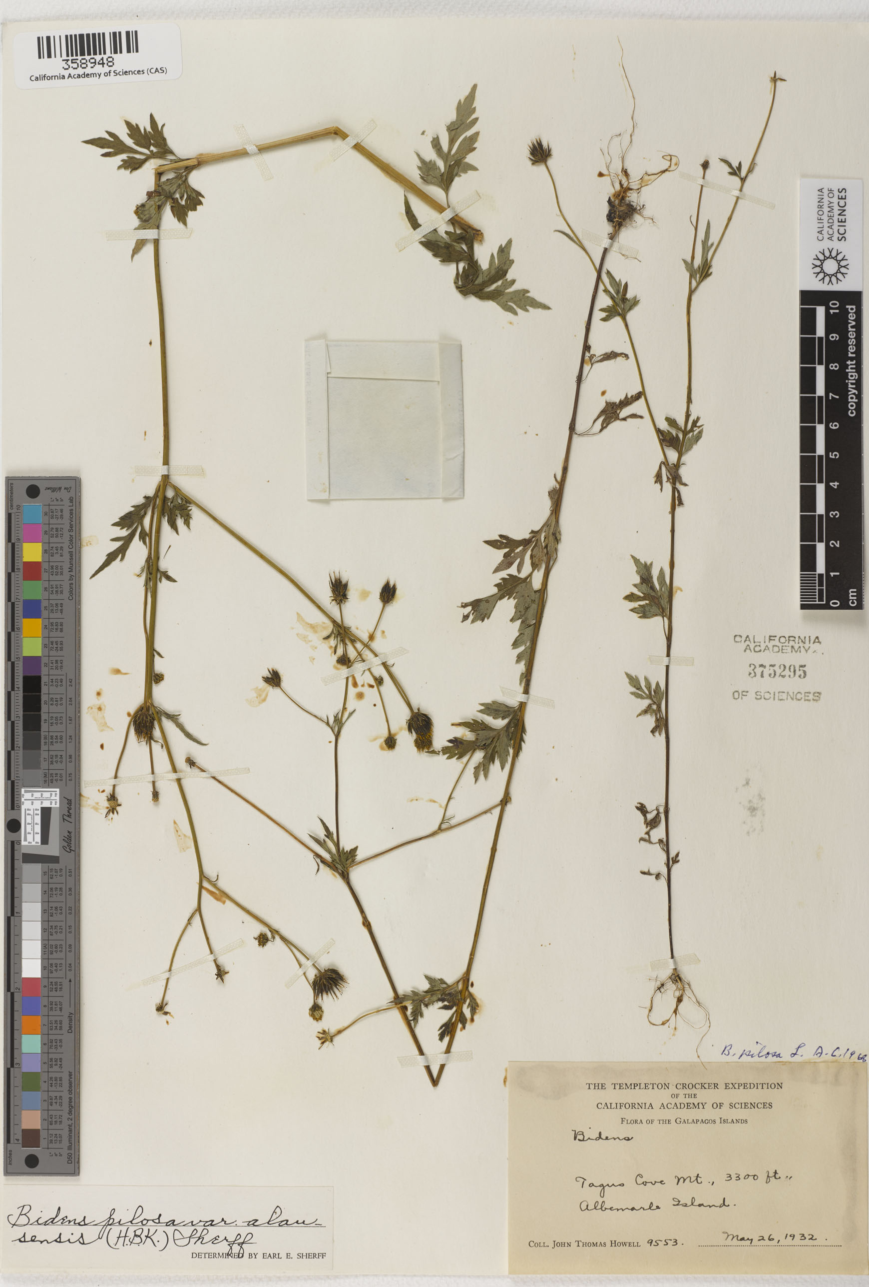 Bidens pilosa image