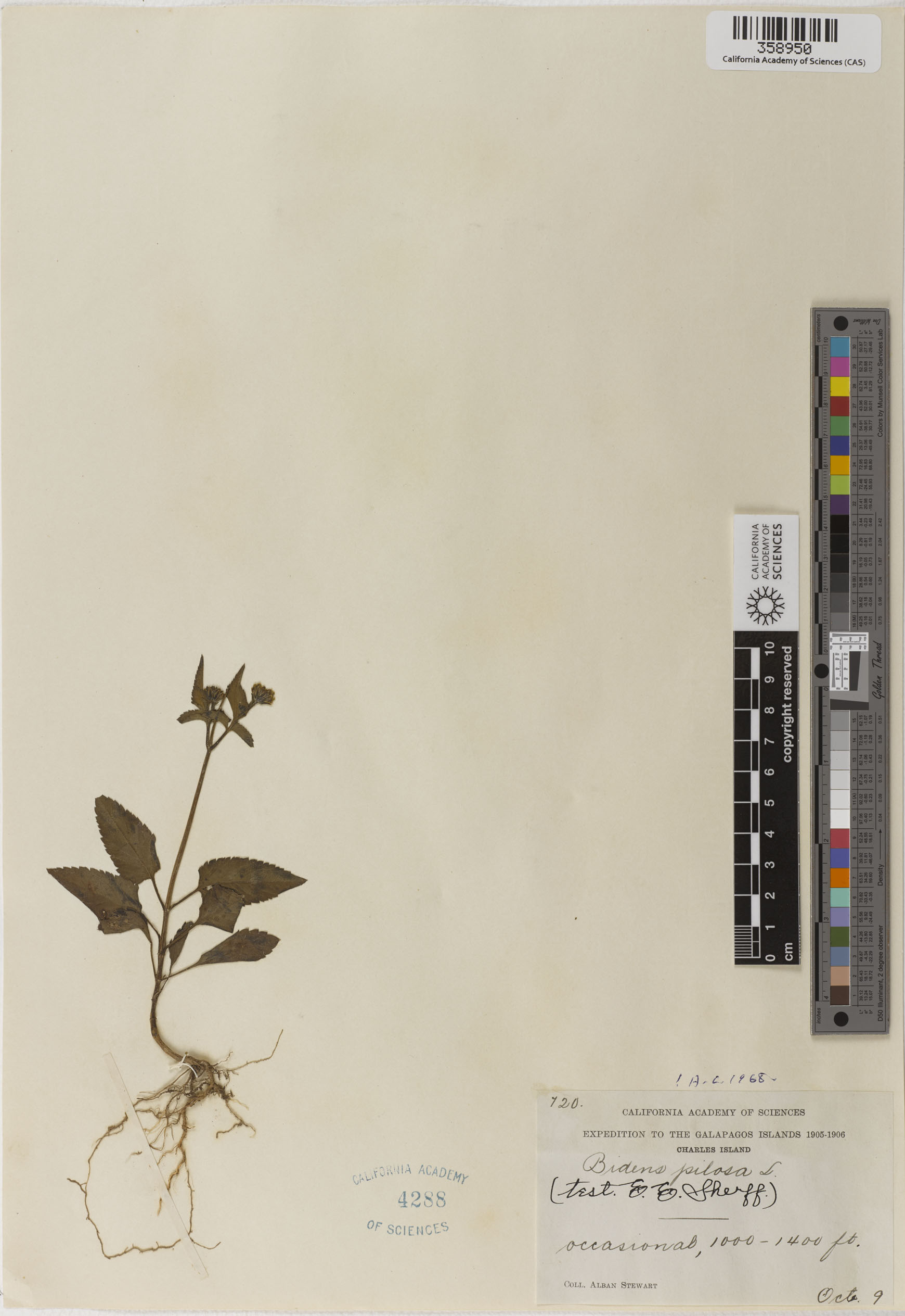 Bidens pilosa image