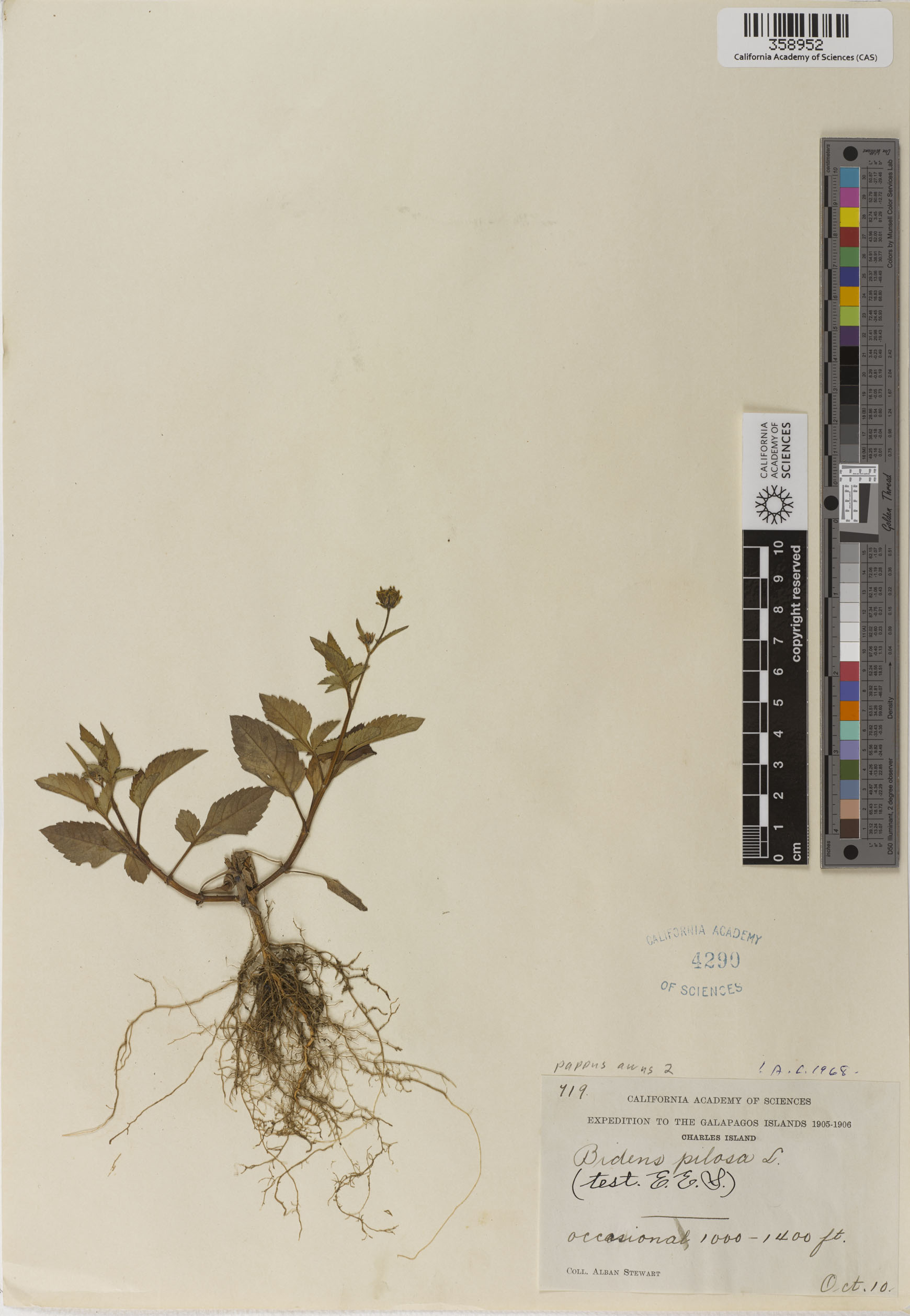 Bidens pilosa image