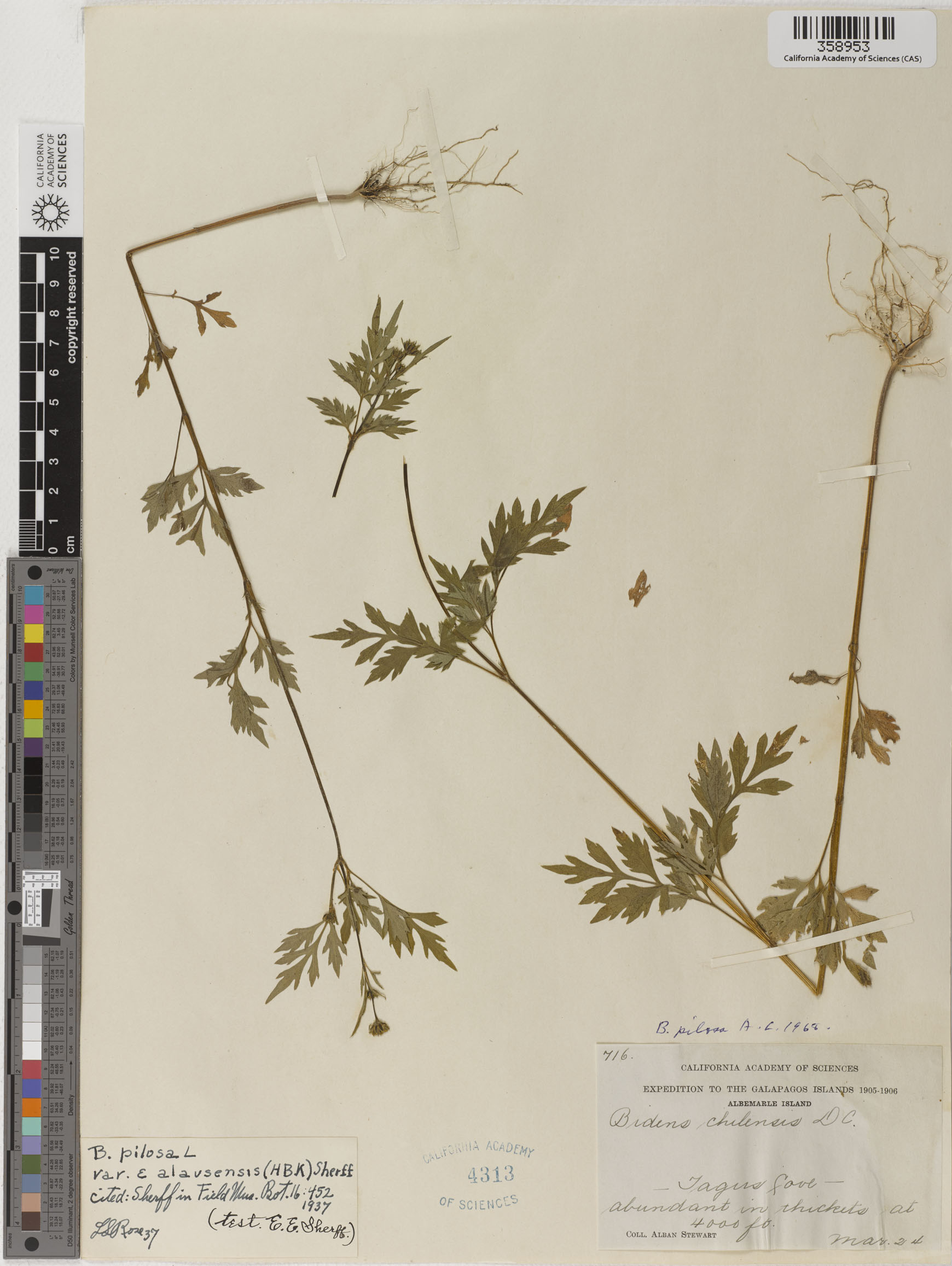 Bidens pilosa image