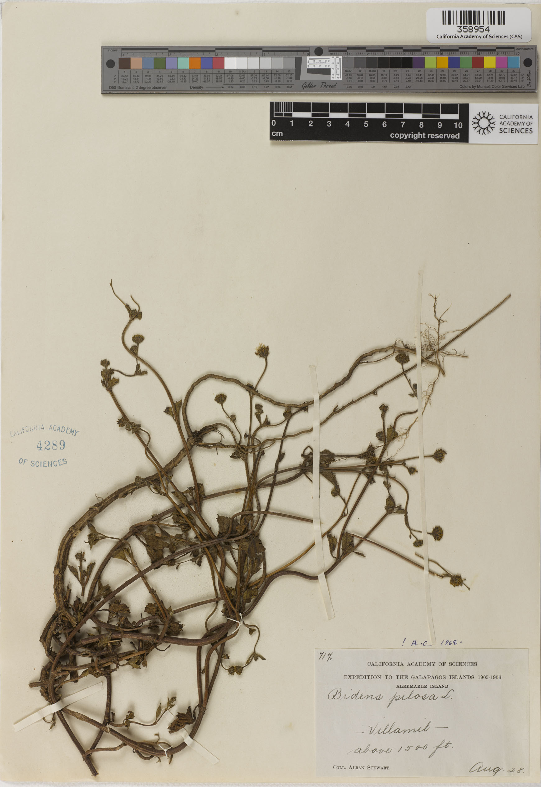 Bidens pilosa image