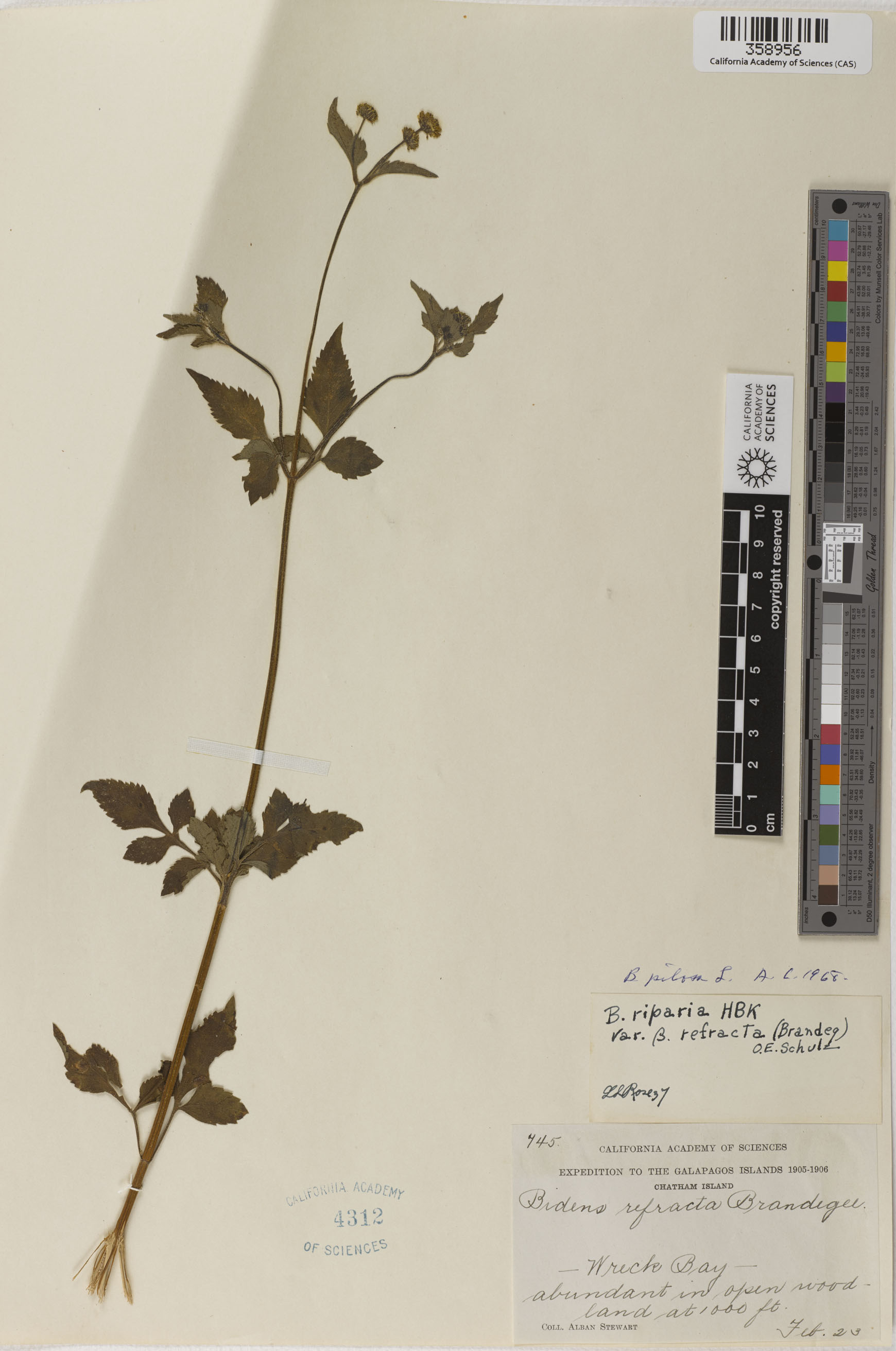 Bidens pilosa image