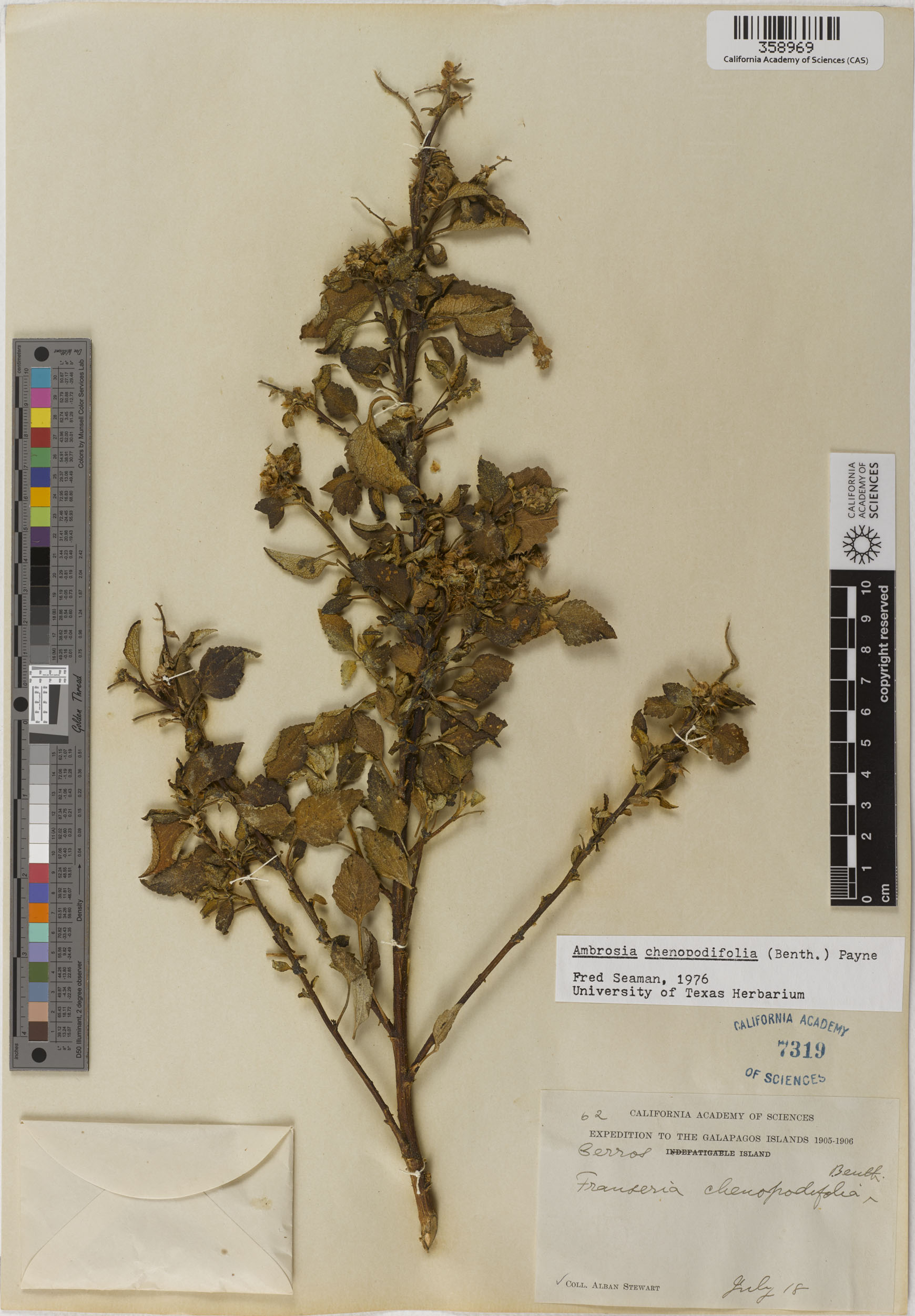 Ambrosia chenopodiifolia image