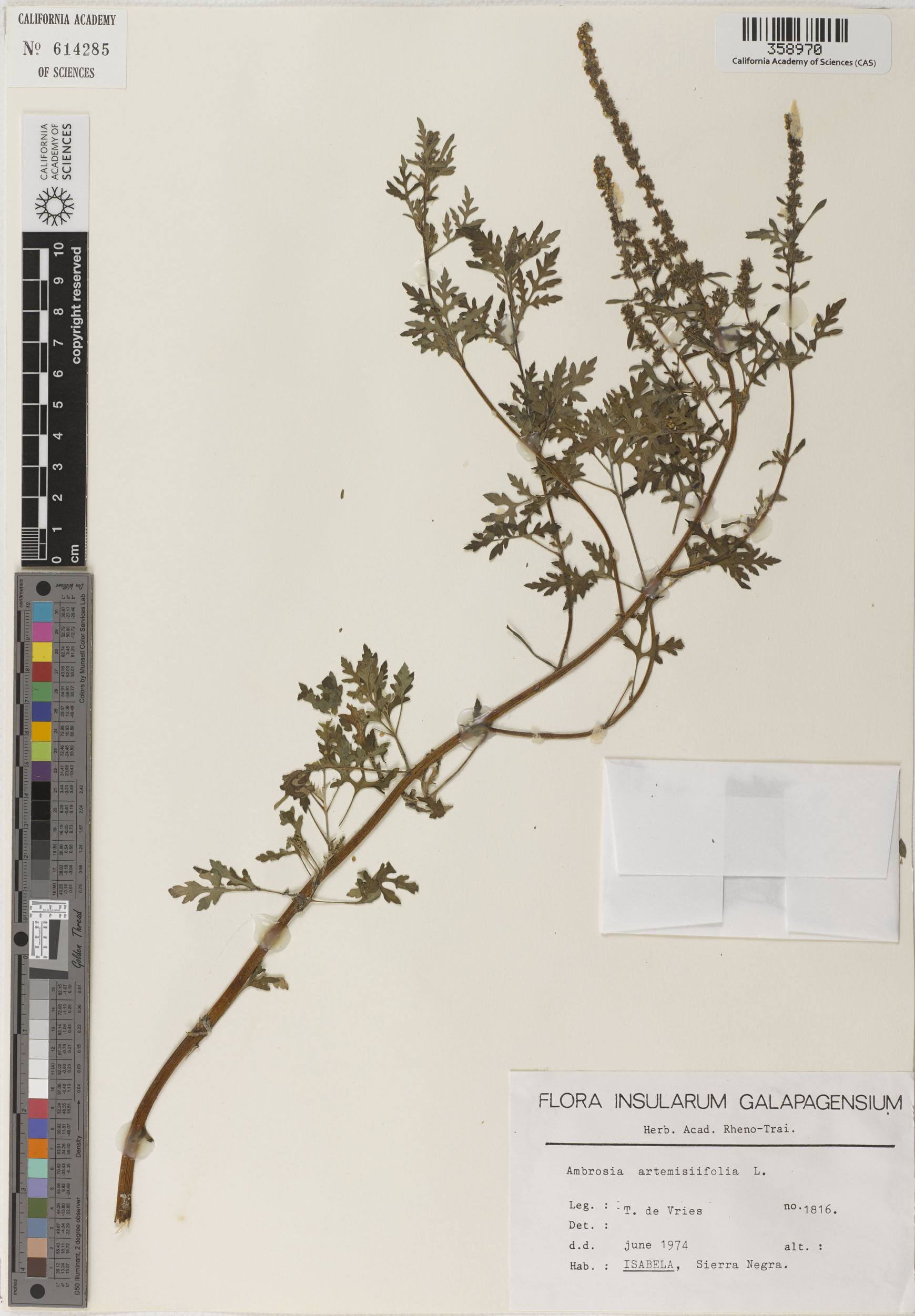 Ambrosia artemisiifolia image