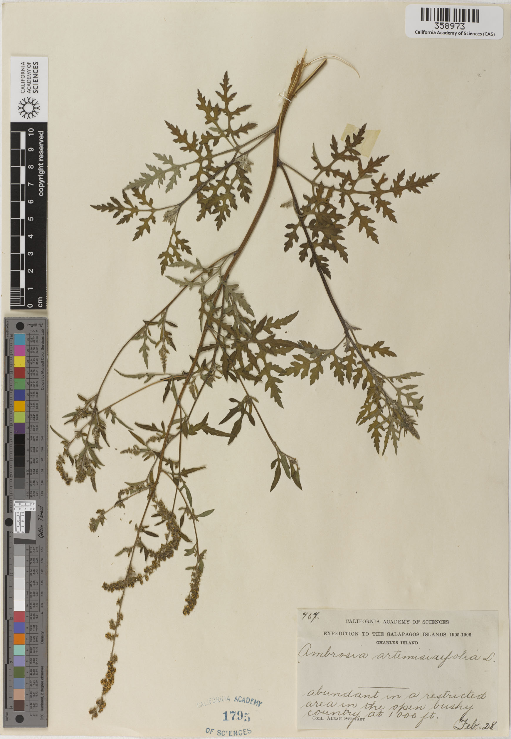 Ambrosia artemisiifolia image