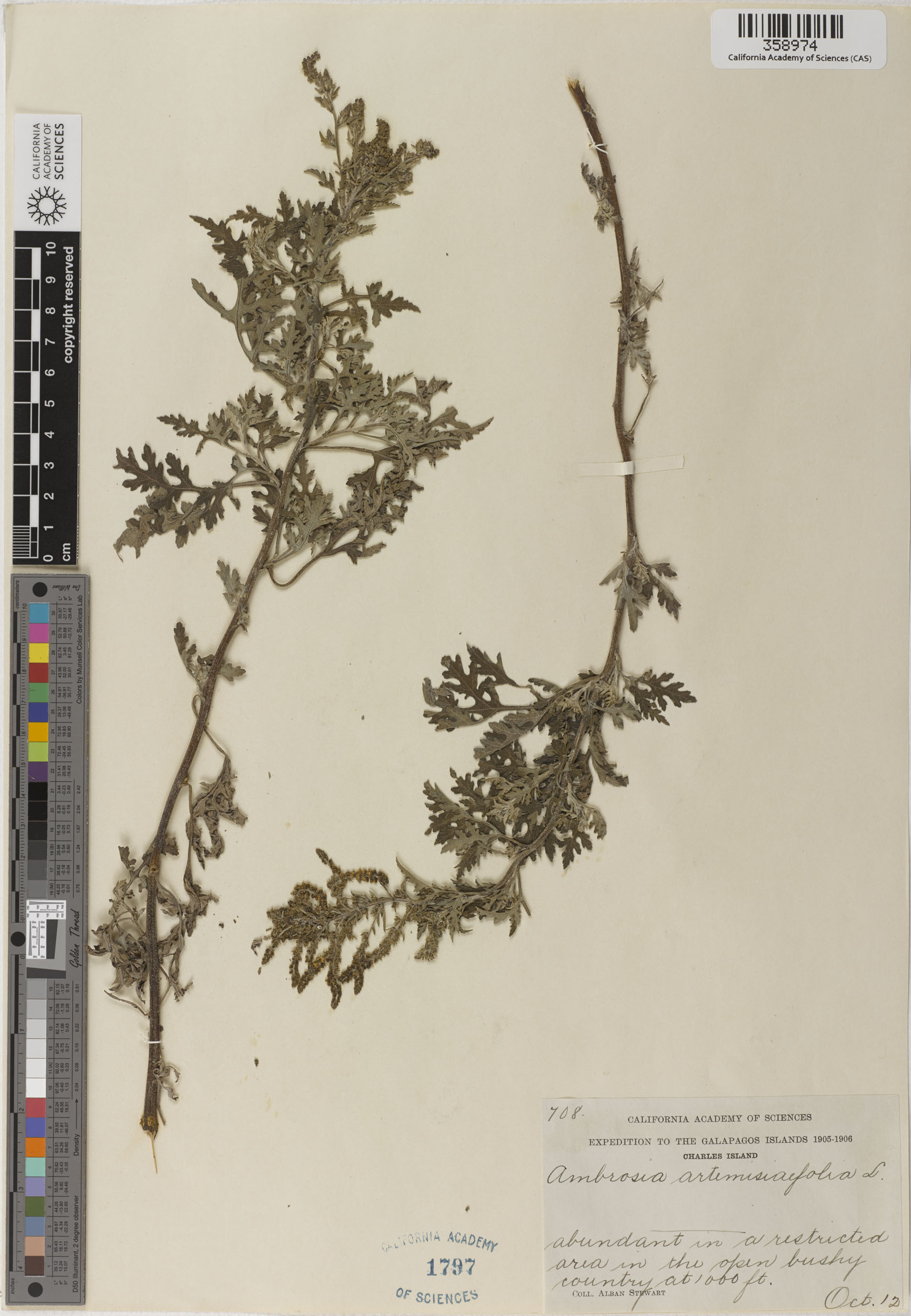 Ambrosia artemisiifolia image