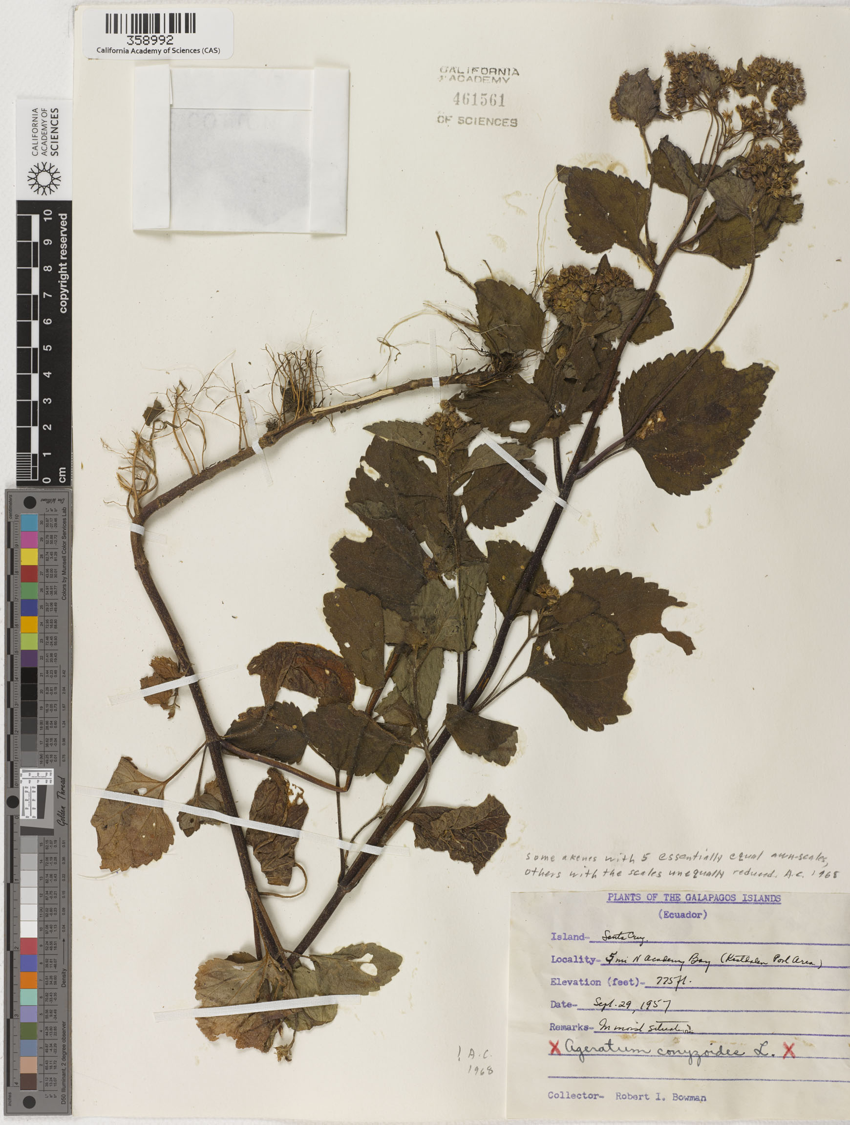 Ageratum image