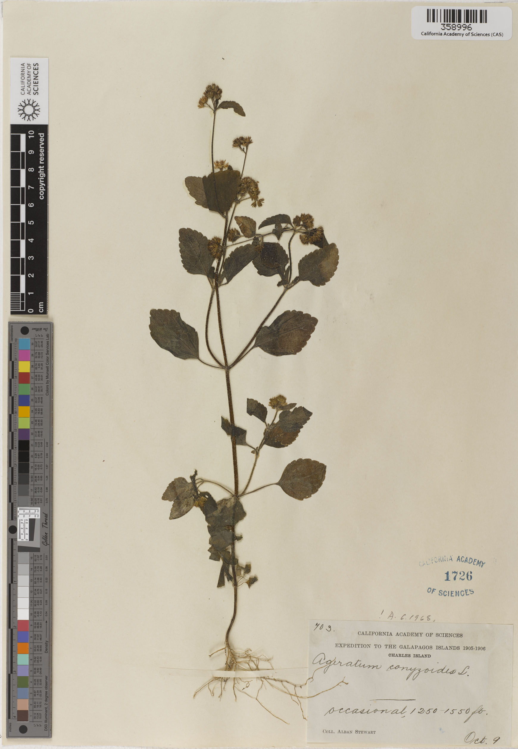 Ageratum conyzoides image
